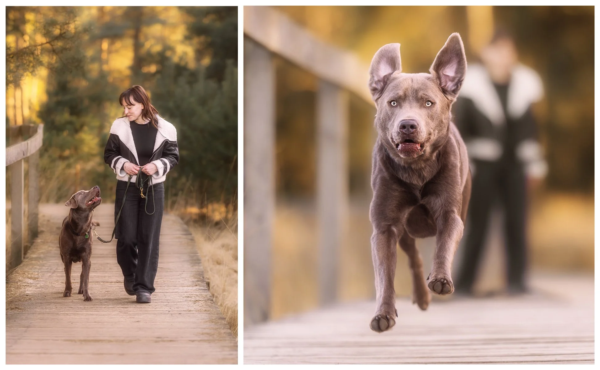 So läuft ein Fotoshooting mit deinem Hund wirklich ab (und warum es sich nicht wie eins anfühlt)
