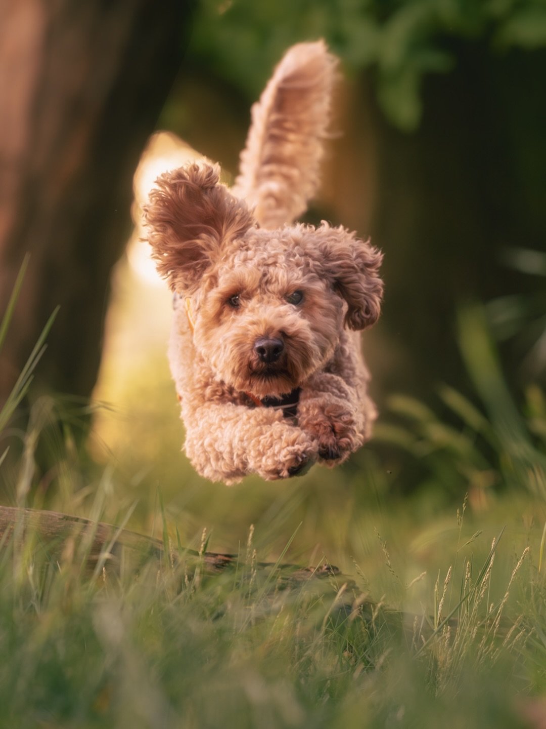 Aus dem Weg, hier kommt der fliegende Teddyb&auml;r Henry 🛫

Henry ist einer der drei Hunde, die ich Anfang der Woche fotografieren durfte. Wir waren an einer meiner Lieblingslocations unterwegs und hatten einen so sch&ouml;nen Sonnenuntergang. 

Da