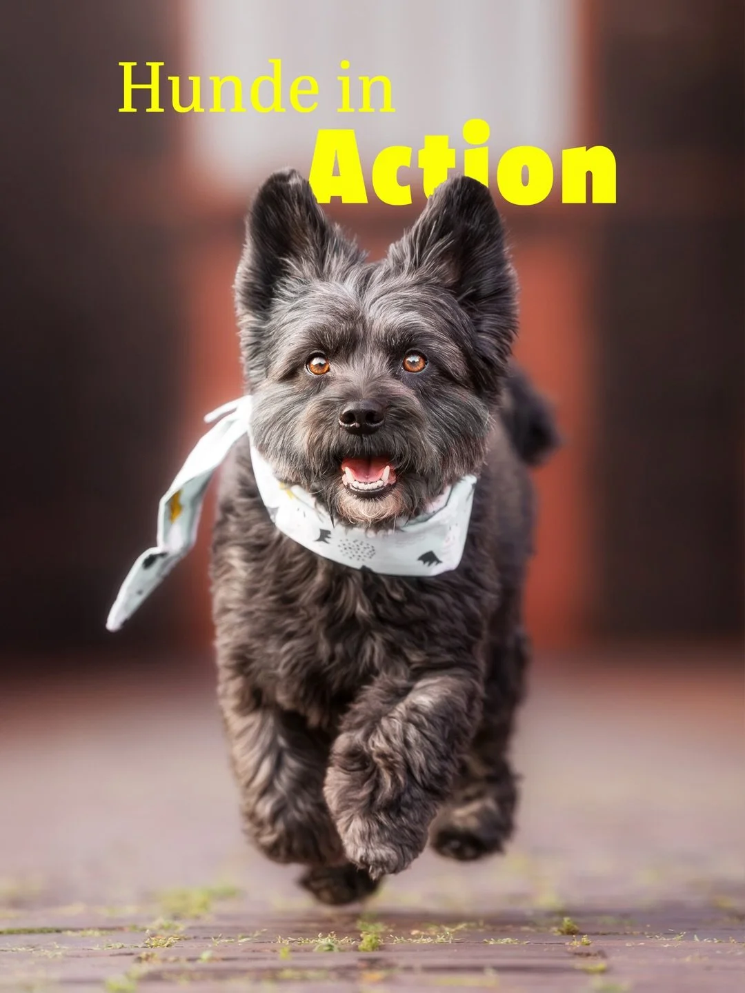 Zum entspannten Sonntagabend reiche ich dir eine kleine aber durchaus feine Auswahl meiner Lieblingsfotos von Hunden in Action.

Mit so viel Lebensfreude l&auml;sst sich dieser Tag doch gut ausklingen lassen, oder? 🙃

➡️ Und wenn du dir nun auch so 