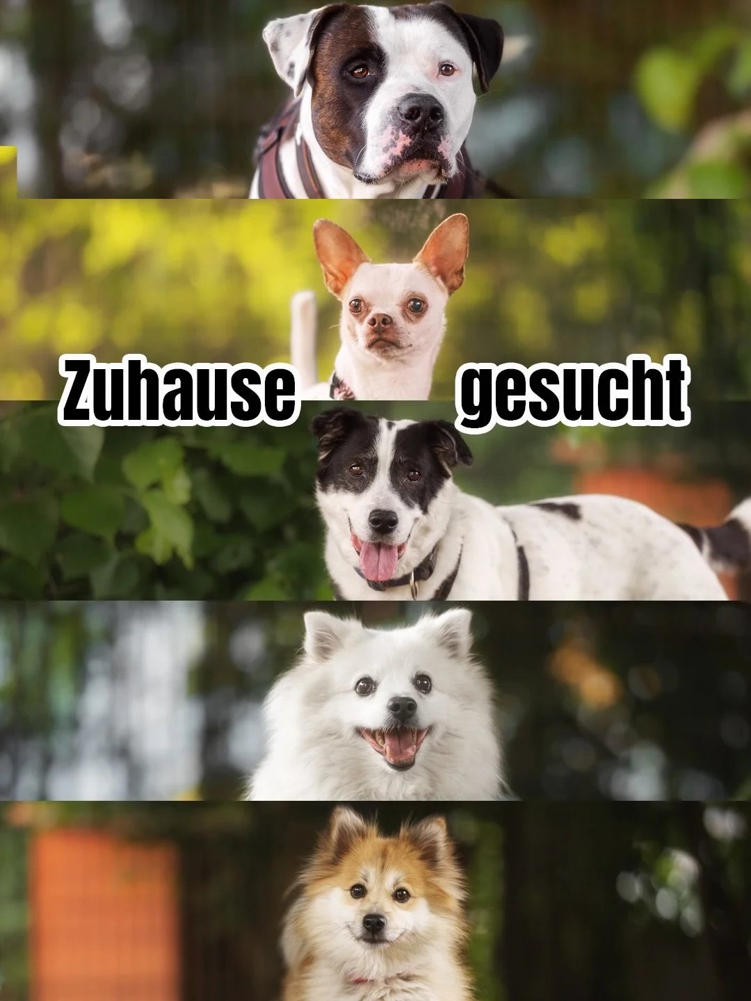 Diese f&uuml;nf tollen Hunde suchen ein neues Zuhause 🏡🫶

Heute stellen wir euch wieder f&uuml;nf Hunde vor, die jetzt gerade im @tierheimduisburg auf ein neues Zuhause warten. Damit hoffen wir, dass wir &uuml;ber den diesen Weg nicht nur m&ouml;gl