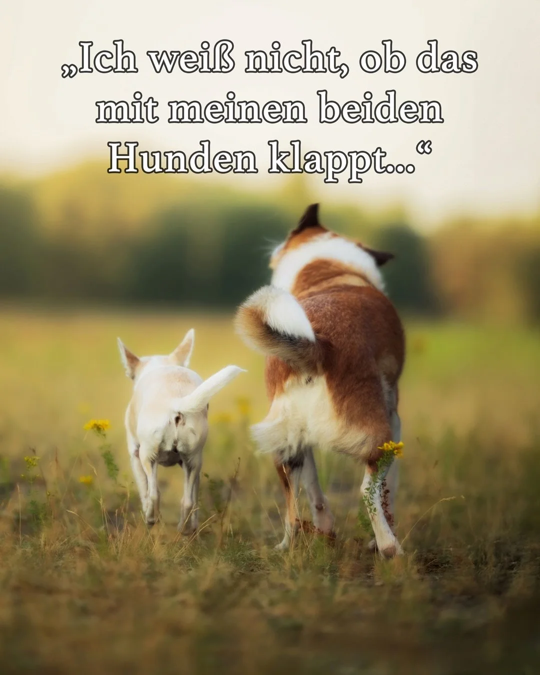 Es gibt immer wieder berechtige Sorgen und Gedanken, weil einige Hunde da drau&szlig;en eben einen Rucksack tragen, der sich in ihrem Verhalten sichtbar macht.

Lasst uns kurz mal ehrlich sein - es ist ja nicht so, als w&auml;re das bei uns Menschen 