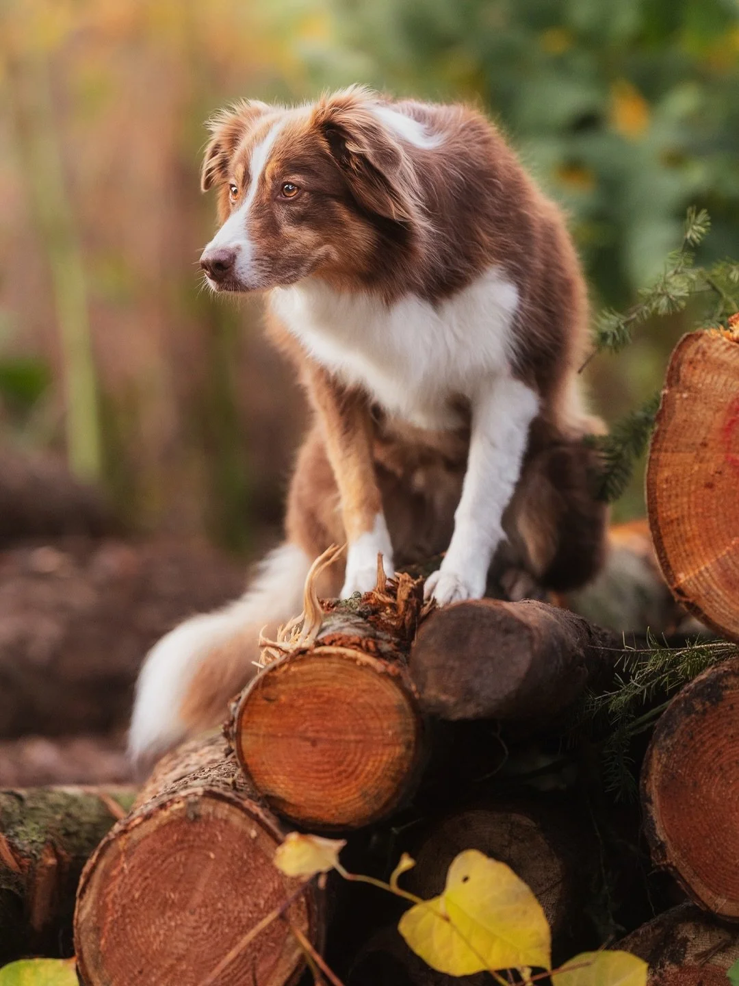 Dagmar &amp; ihre Elli 🍂

Ein herbstlicher Fotospaziergang in perfekten Bedingungen. Das durfte ich letzten Herbst mit Dagmar und ihrer bildh&uuml;bschen Elli erleben. Und Elli hatte richtig Spa&szlig; und hat einfach perfekt abgeliefert 😍

➡️ Egal