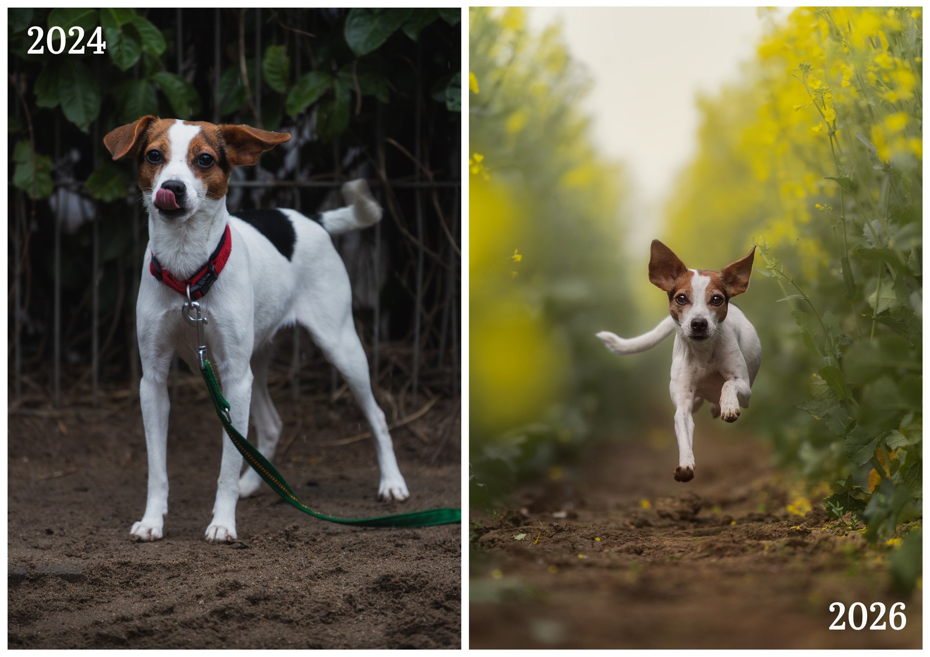 Vom ersten Bild bis heute: Was Entwicklung in der Hundefotografie wirklich möglich macht