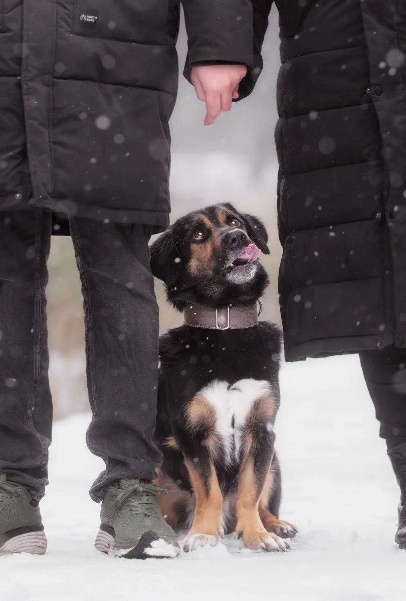 Ein Hund sitzt zwischen seinen Besitzern und schaut lustig auf ein Leckerchen, das diese in der Hand versteckt haben.