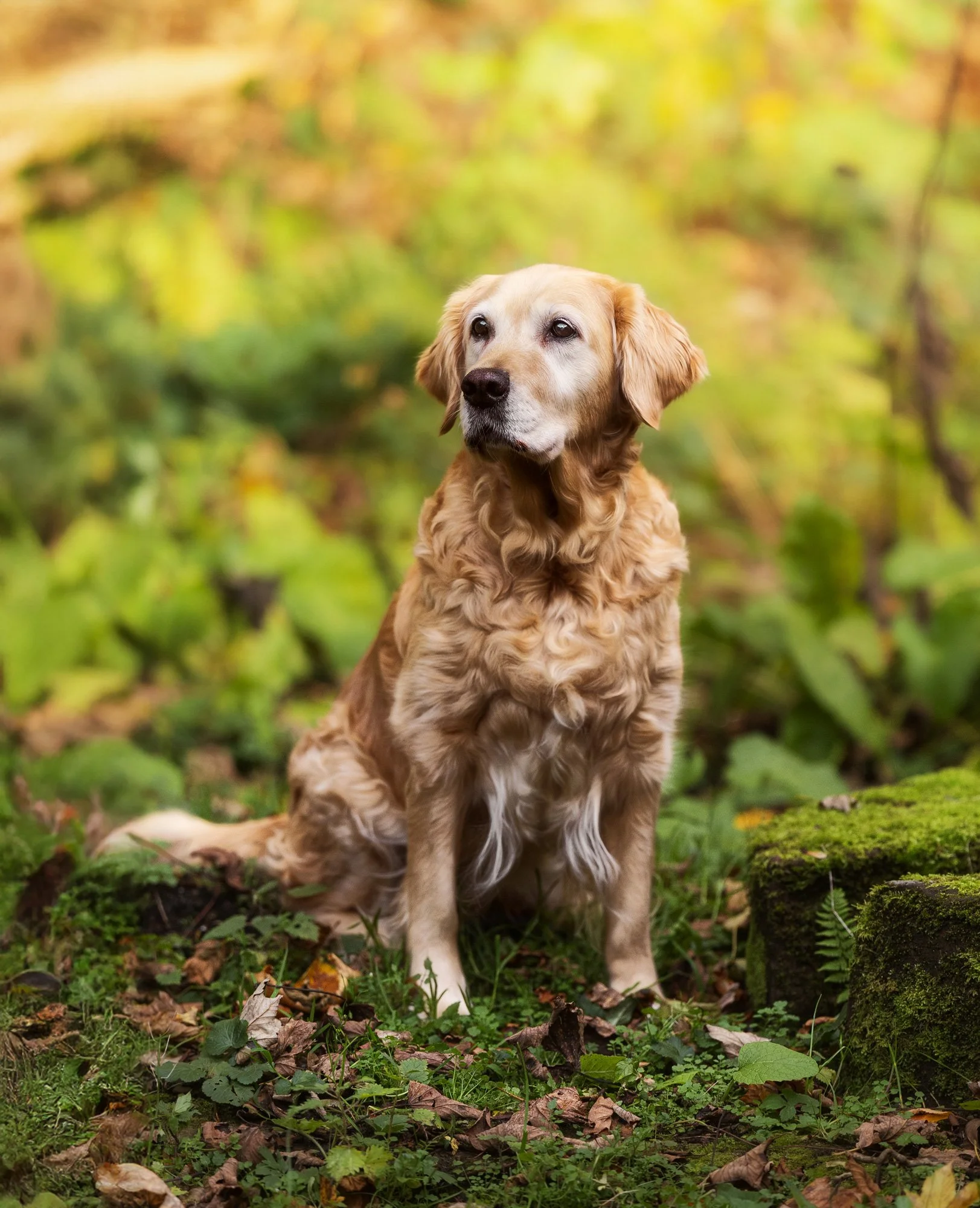 Ein Golden Retriever sitzt in einer herbstlichen Landschaft während eines Hundefotoshootings