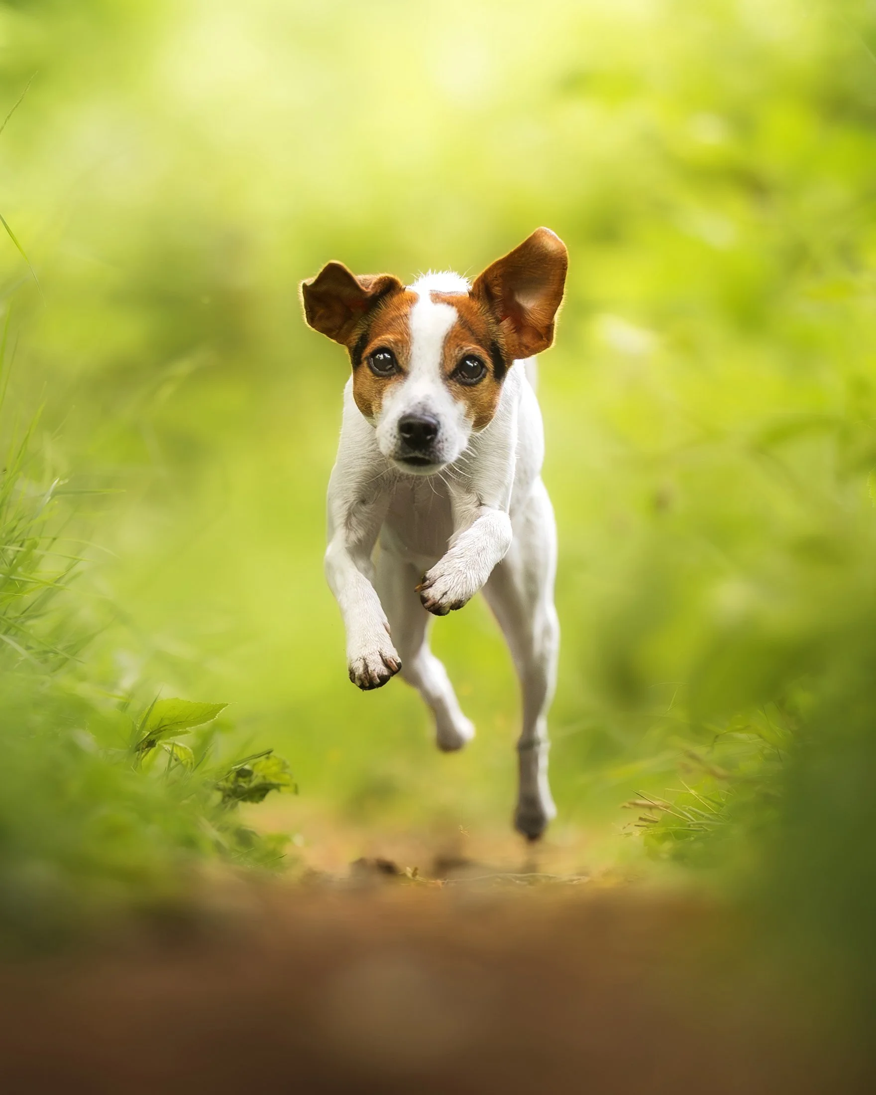Ein kleiner Hund in Bewegung laufend auf einem Pfad in einer grünen Waldumgebung.