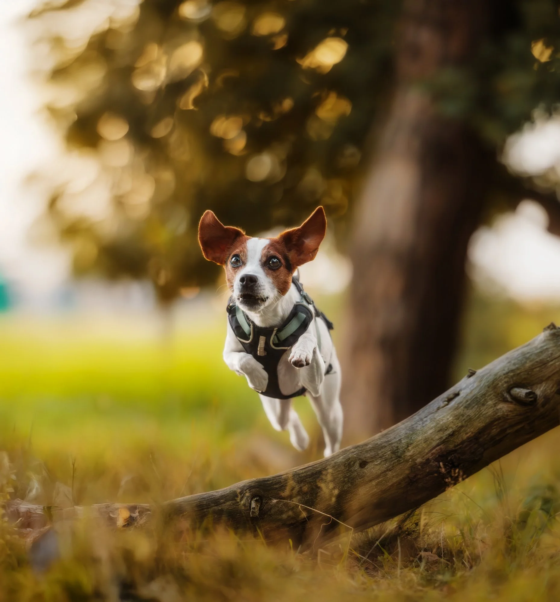 Eine kleine Hündin springt über einen Baumstamm. Dabei flattern ihre Ohren im Wind. Januar 2026.