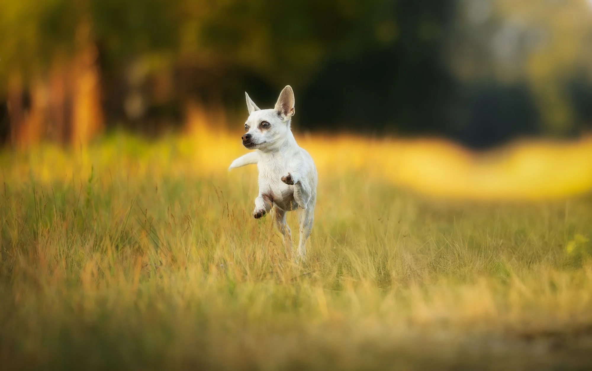 Ein kleiner Hund tobt wild über eine Wiese während eines Fotoshootings für Hunde. Dezember 2025.