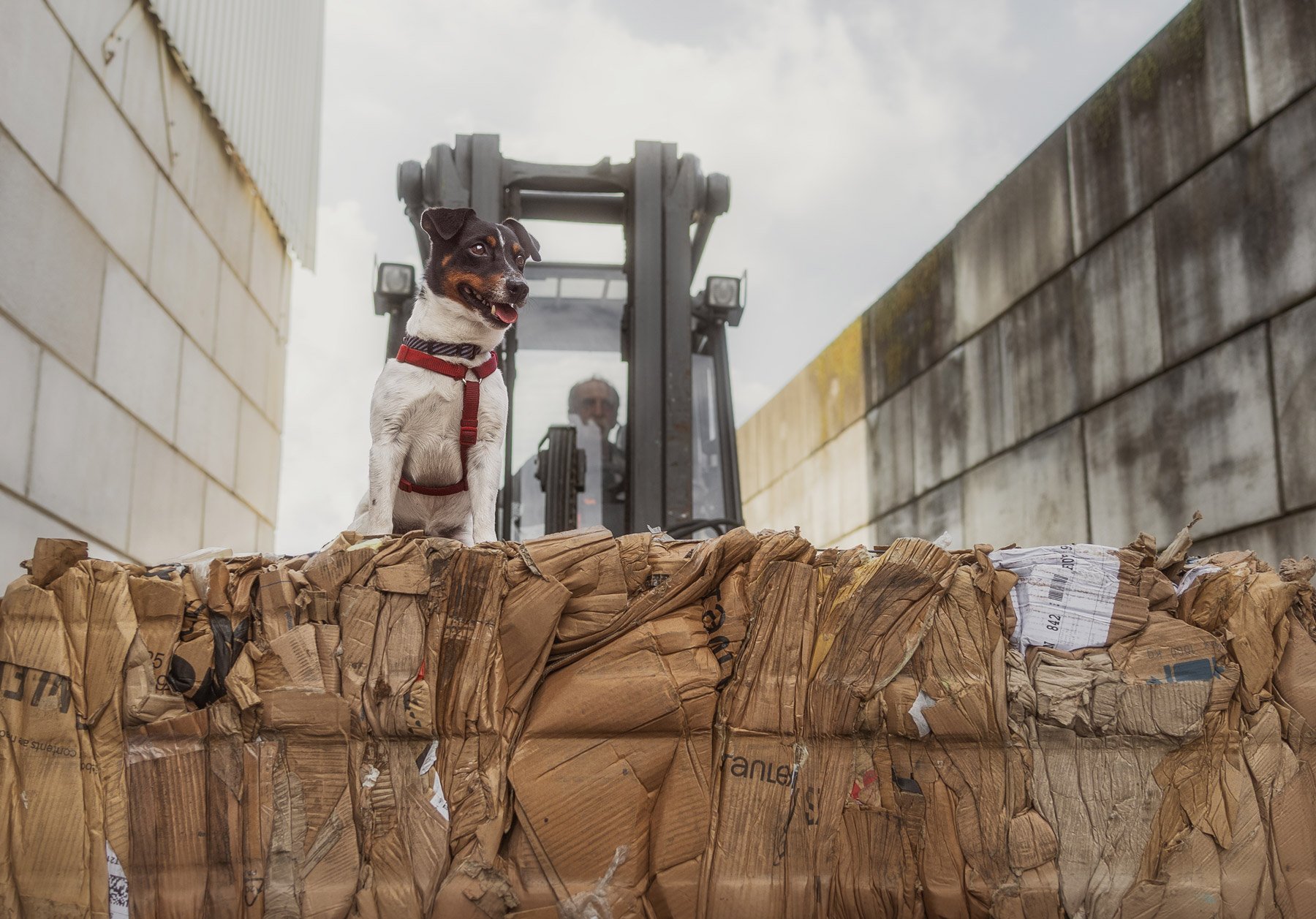 Ein Hund sitzt auf einem Paket aus Kartons, der von einem Gabelstapler gehalten wird.
