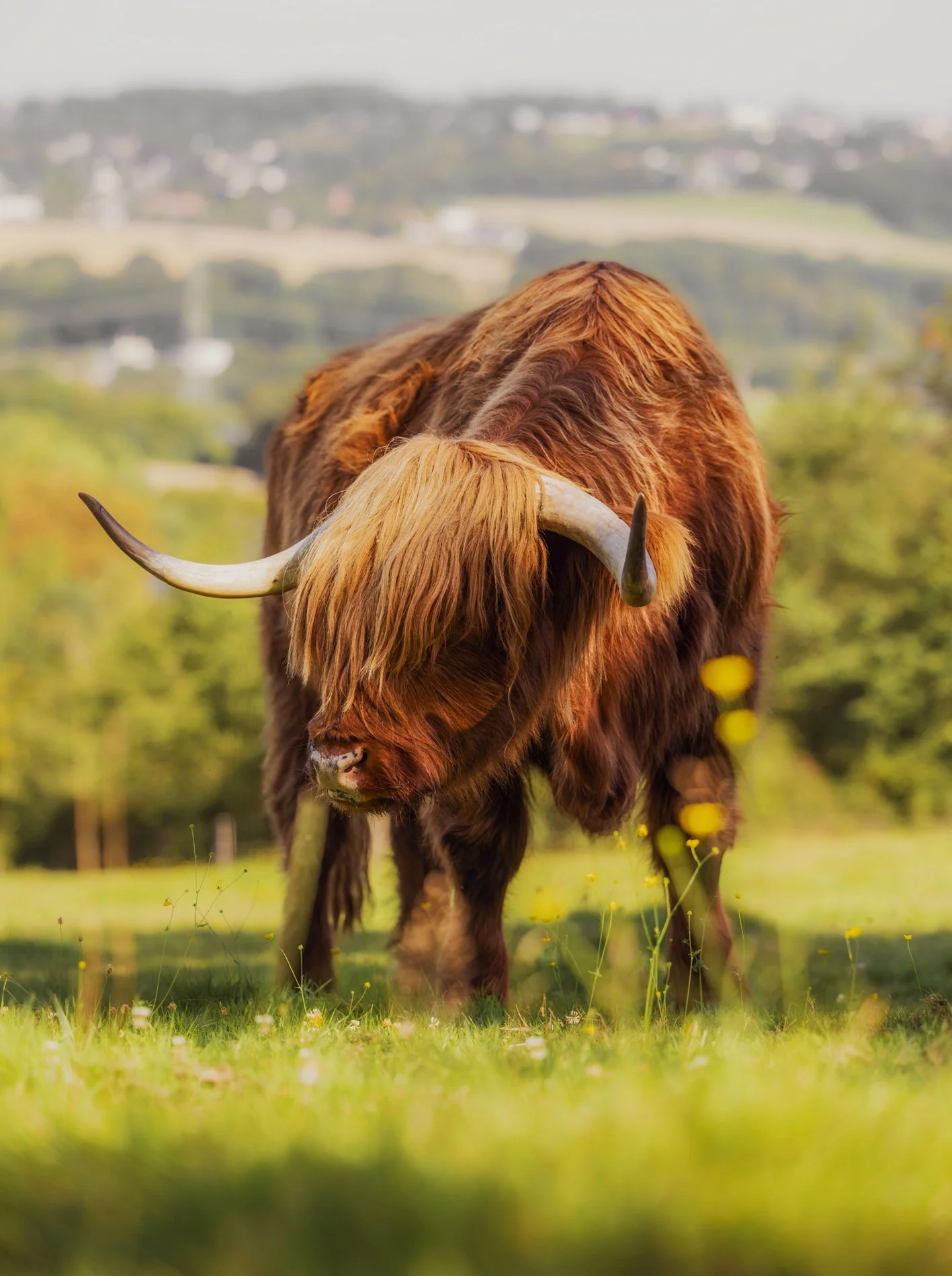 Ein Rind steht auf einer Wiese.