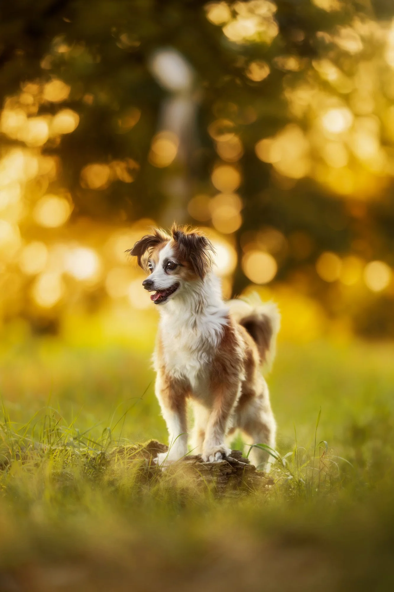 Eine süße Hündin steht mit ihren Vorderpfoten auf einem Baumstamm und schaut in die Ferne. Im Hintergrund sieht man das goldene Licht des Sonnenuntergangs.