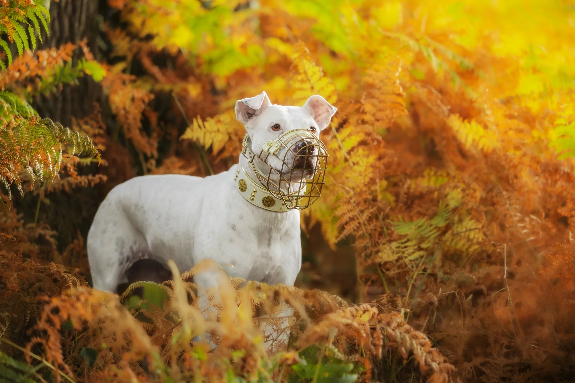Eine Hündin mit einem Maulkorb steht während eines Outdoor Fotoshootings in einer herbstlichen Landschaft und schaut in die Ferne.