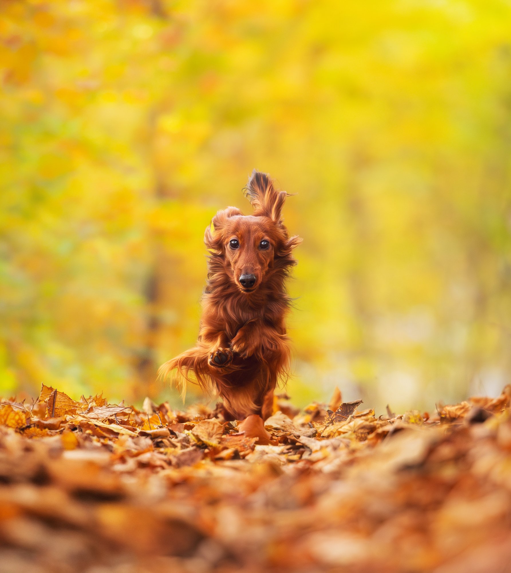 Ein kleiner Hund rennt während eines Outdoor Fotoshootings durch einen herbstlichen Wald. Dabei flattern seine Ohren. November 2025.