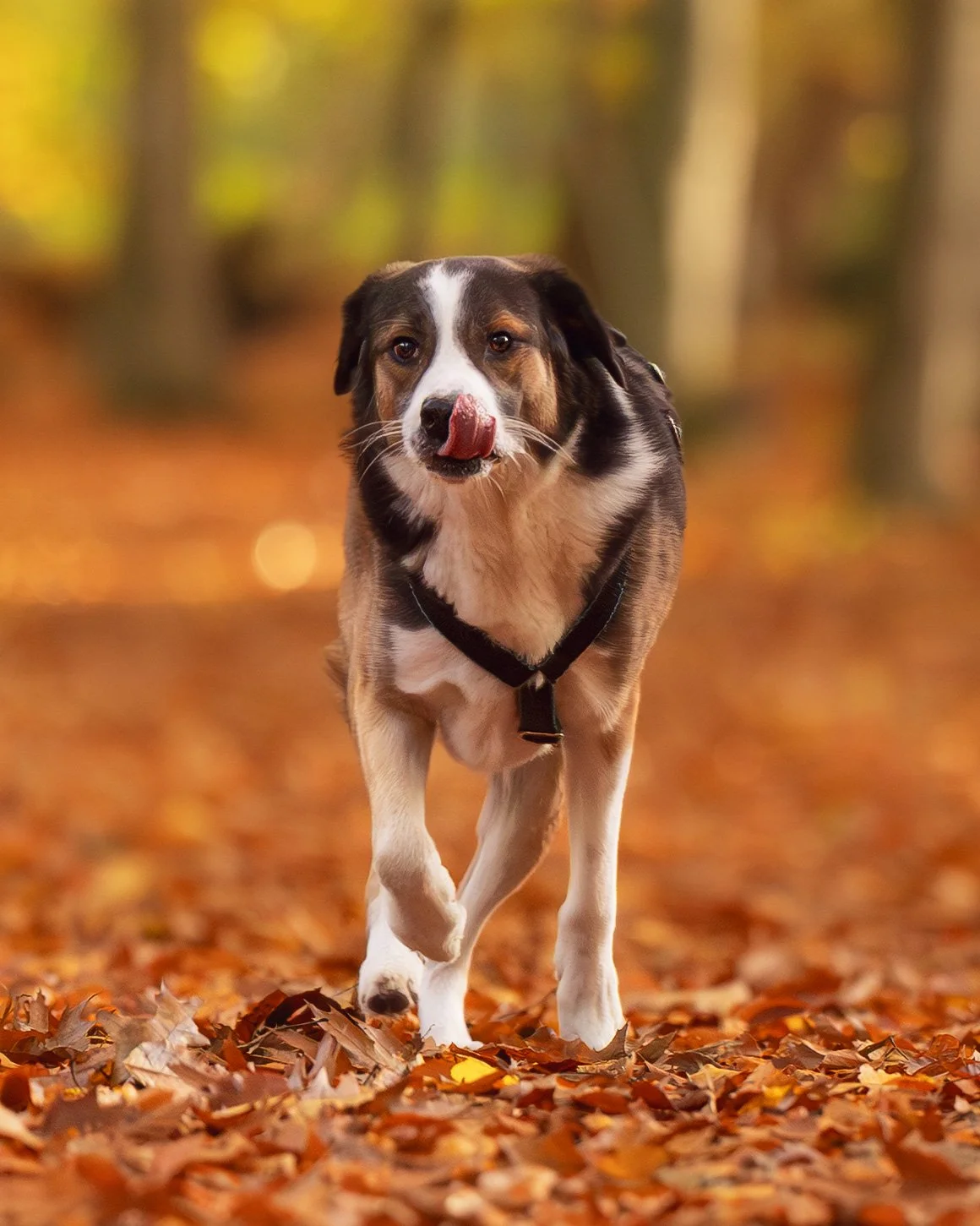 Ein Foto von einem Tierschutzhund, das im herbstlichen Wald während eines Outdoor Fotoshootings gemacht wurde.