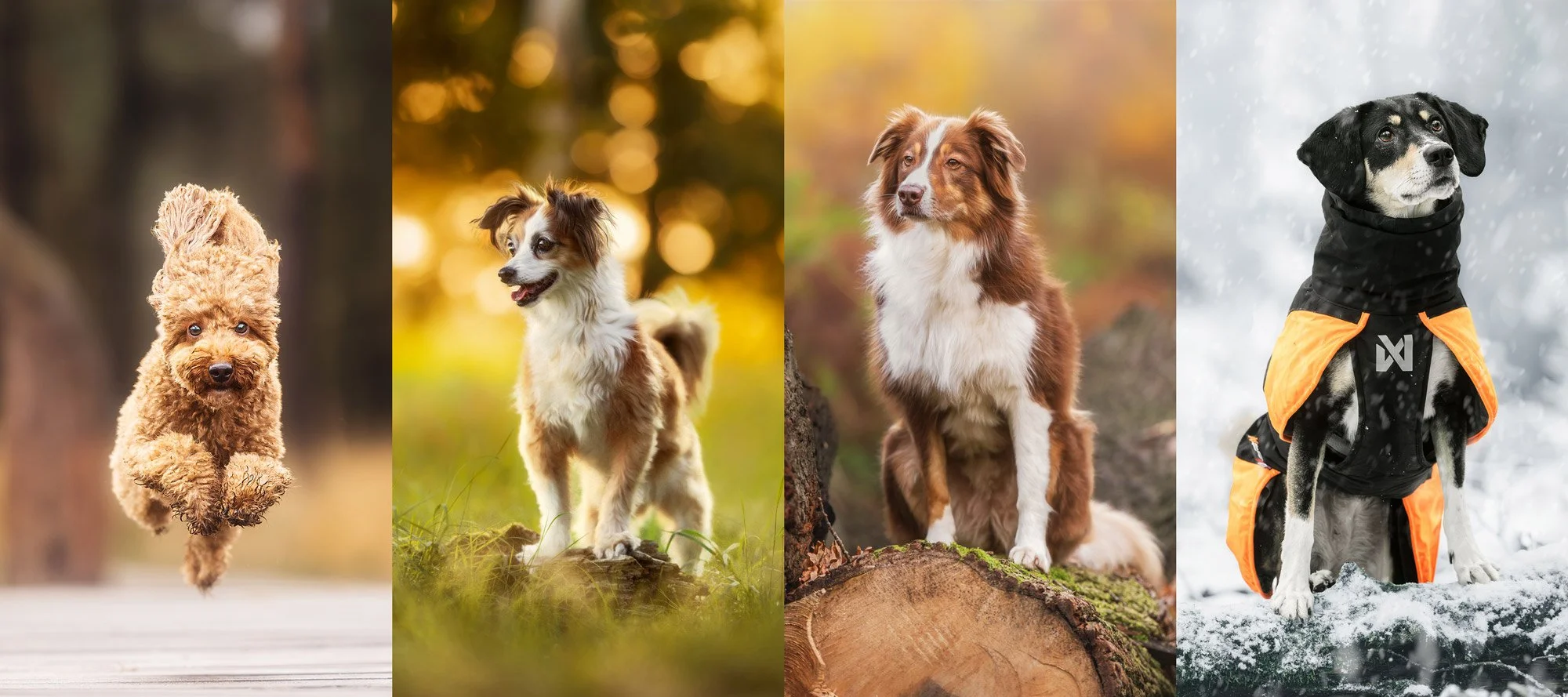 Vier Fotos von Hunden aus vier unterschiedlichen Jahreszeiten.