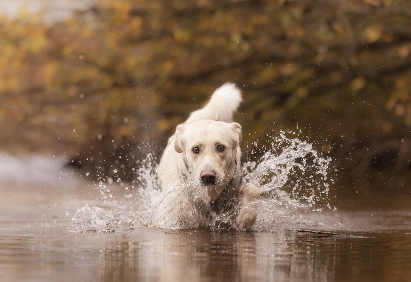Ein Hund tobt durchs Wasser.