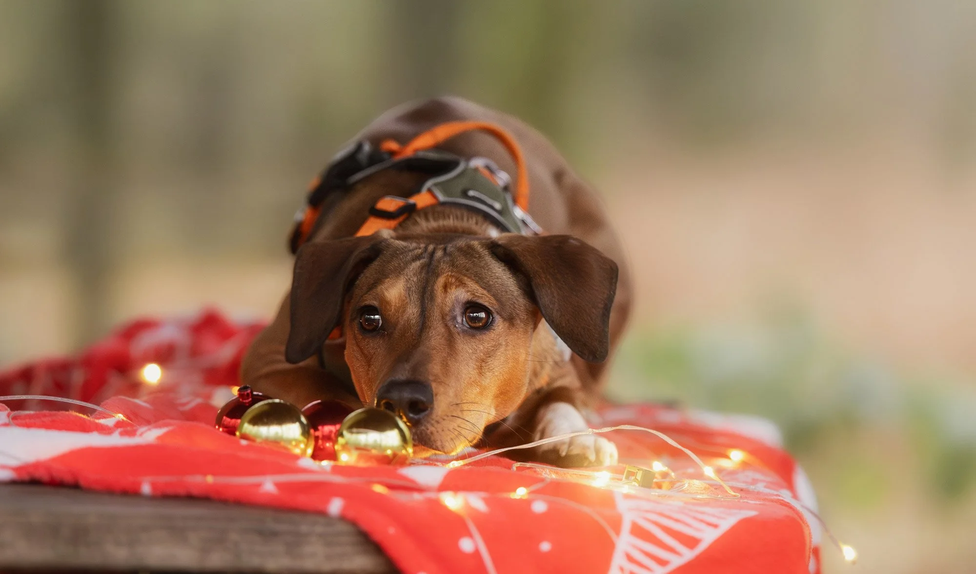 Weihnachtswalk mit Jessica Deiters | 29. November 2026 | Hundetraining & Fotografie