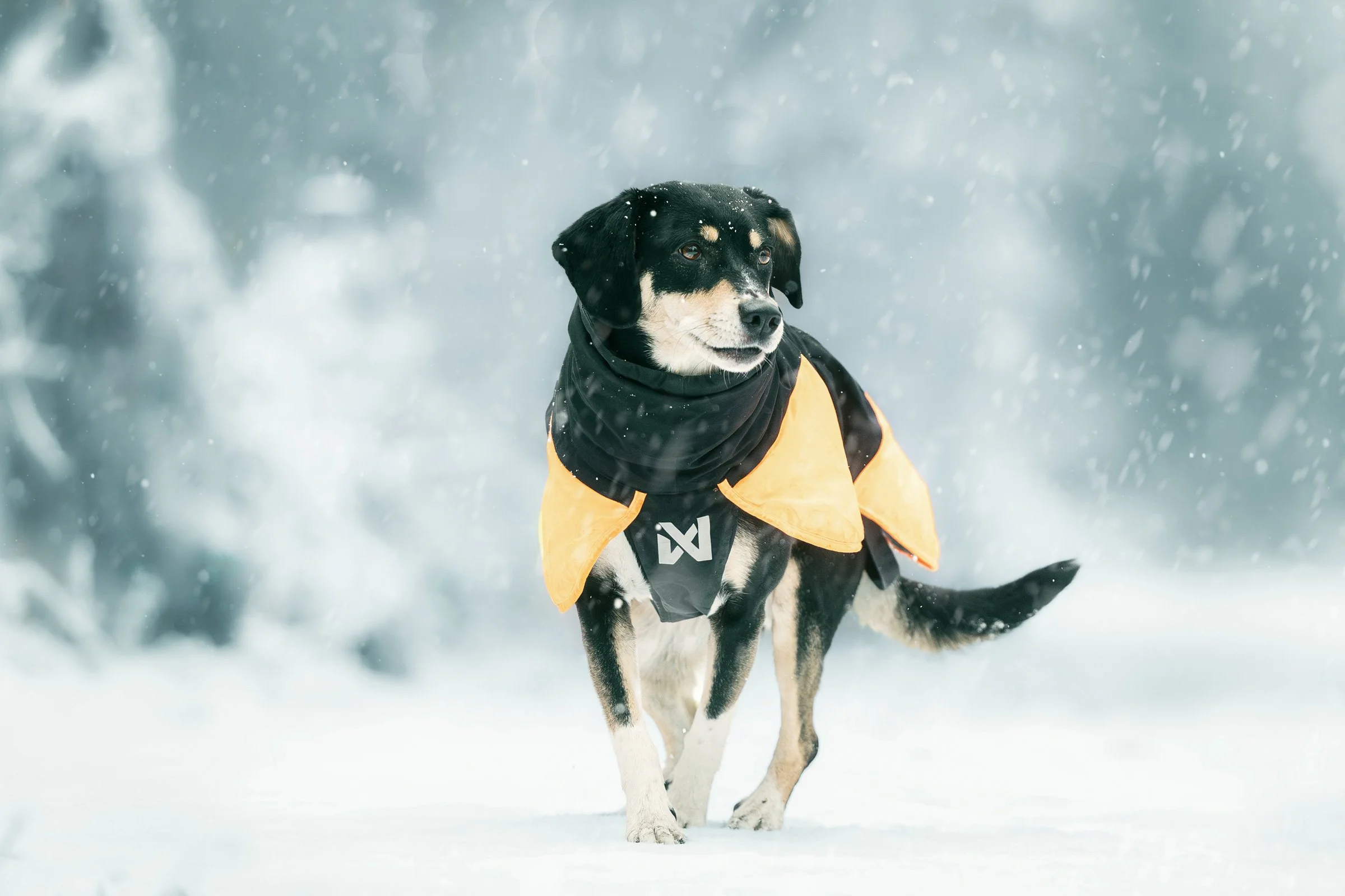 Ein Hund steht im Schnee im winterlichen Wald während eines Fotoshootings für Hunde.