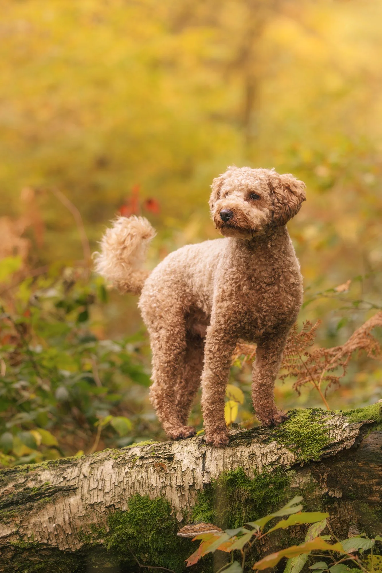 Ein junger Hund steht auf einem Baumstamm umgeben von einer herbstlichen Waldlandschaft. November 2025.