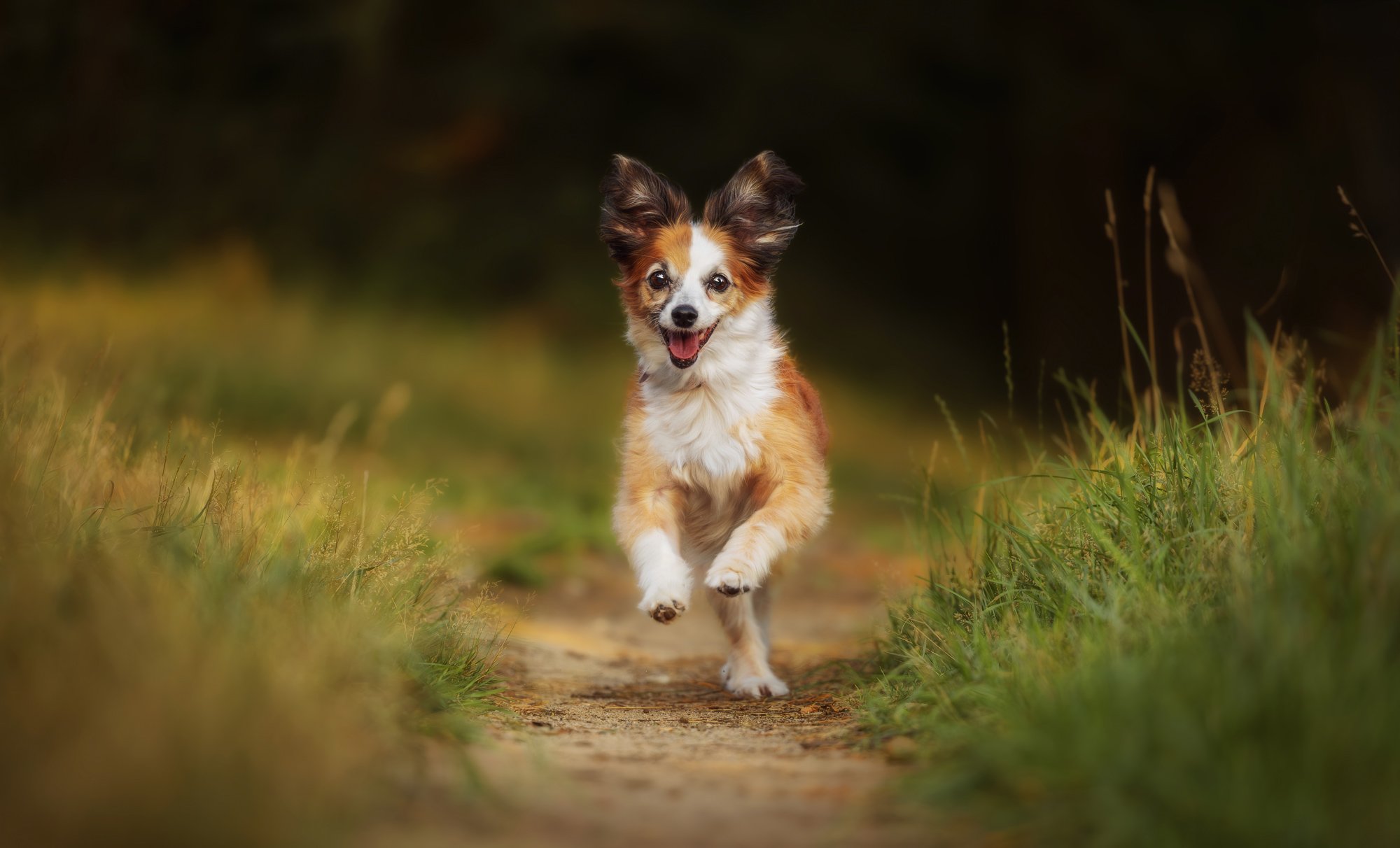 Eine Hündin rennt über einen Feldweg direkt auf die Kamera zu. Dabei sieht sie aus, als würde sie grinsen. Januar 2026.