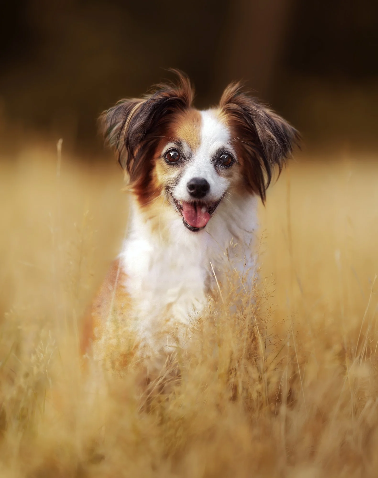 Eine kleine Hündin sitzt in hohen Gräsern und grinst während eines Fotoshootings süß in die Kamera. Februar 2026.