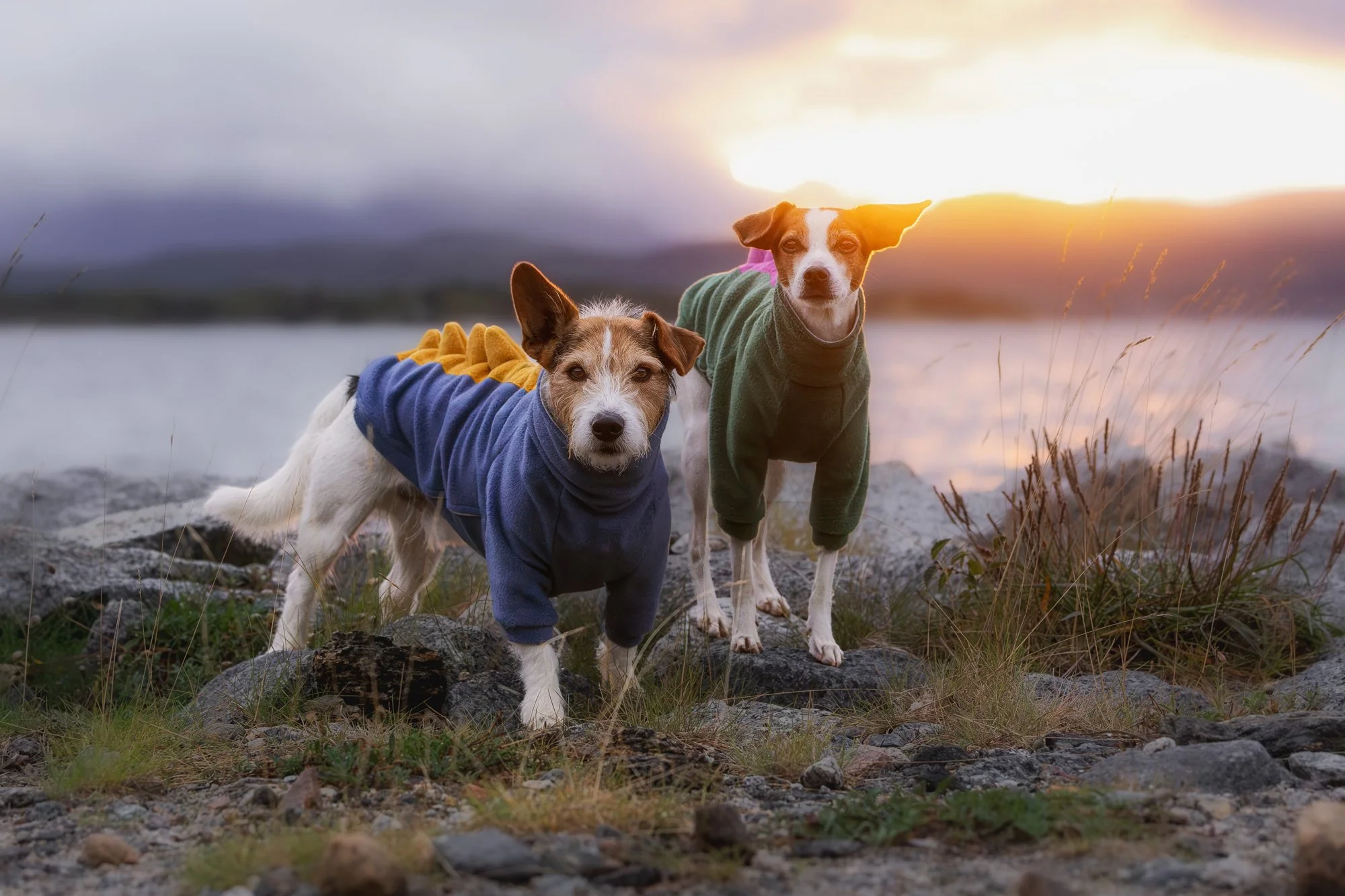Zwei Hunde in süßen Sweatern stehen an einem Fjord während des Sonnenuntergangs.