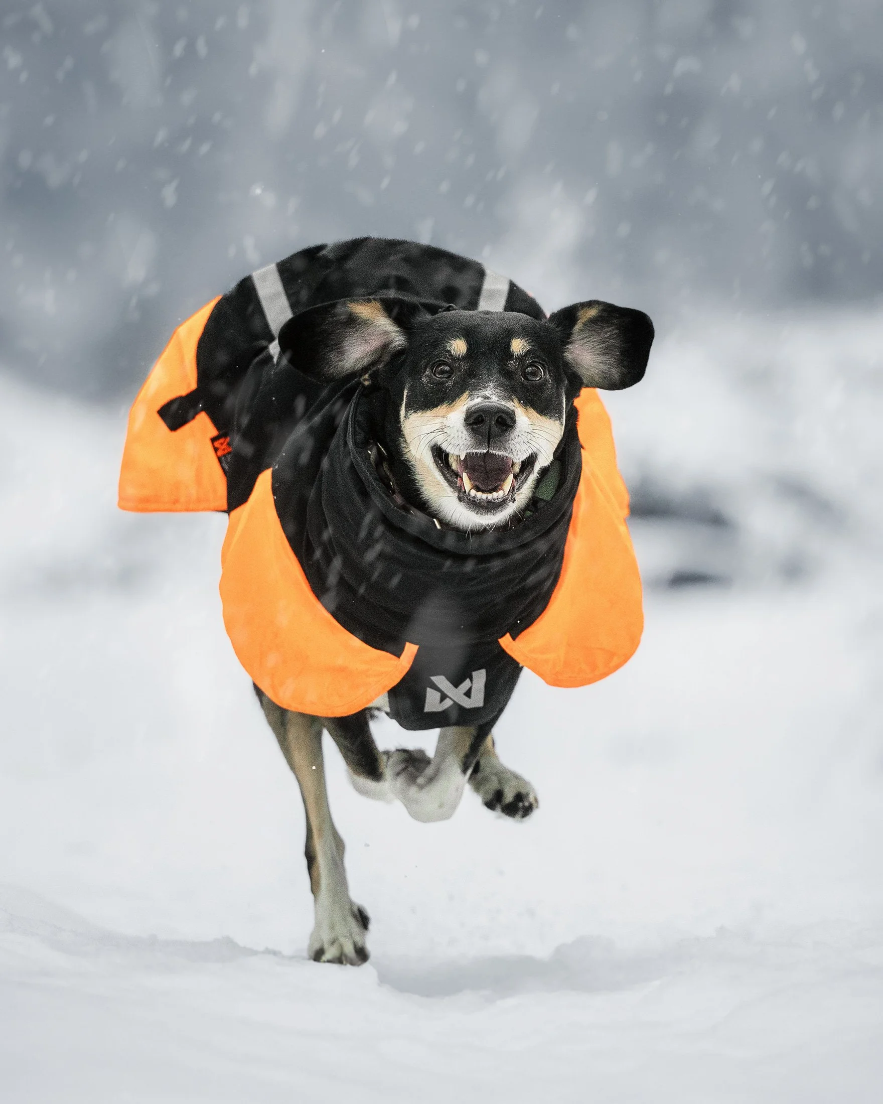 Eine Hündin rennt freudig durch den Schnee während eines Outdoor Fotoshootings für Hunde.
