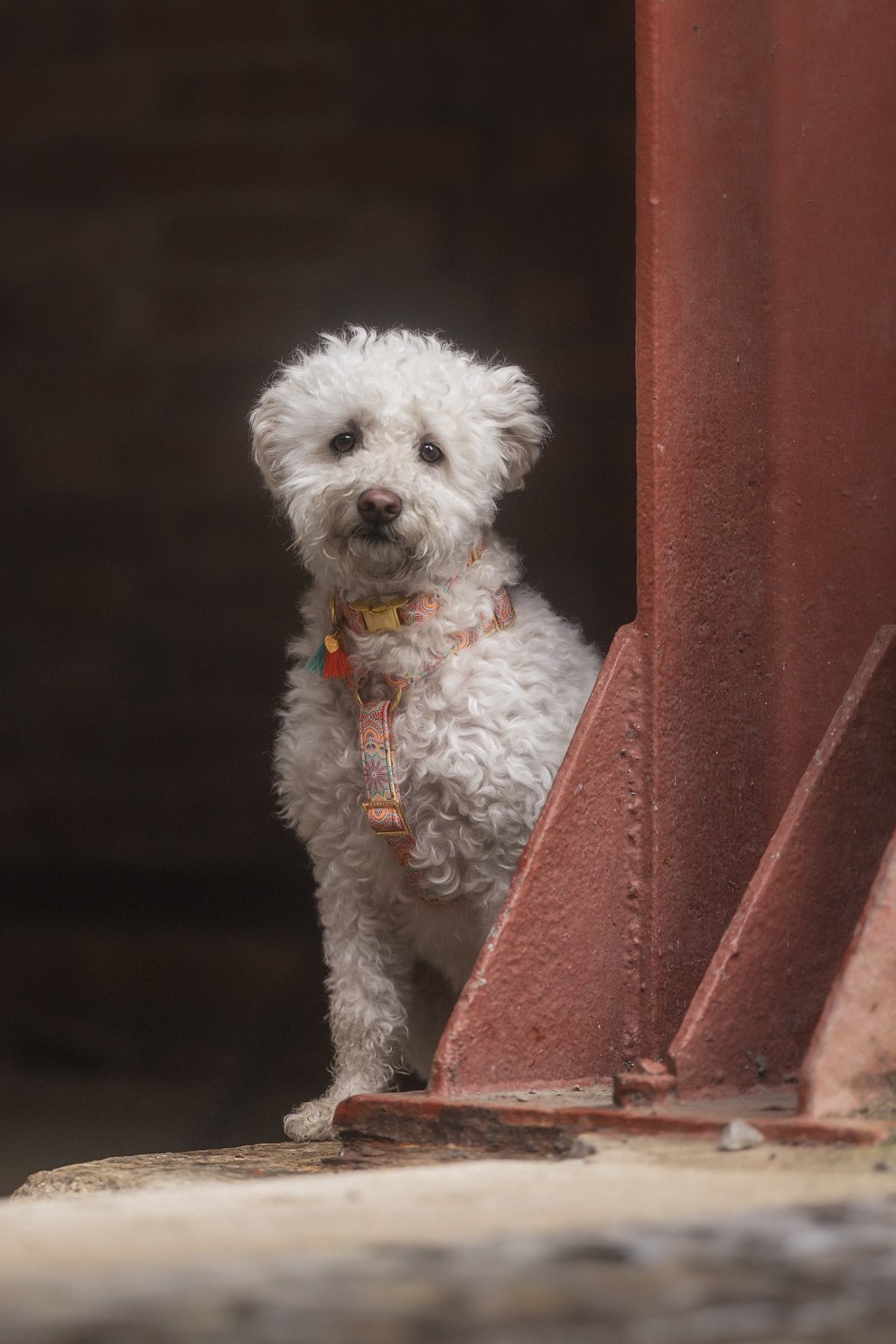 Eine süße weiße Hündin sitzt während eines Fotoshootings für Hunde in einer industriellen Kulisse und schaut direkt in Kamera, April 2026.