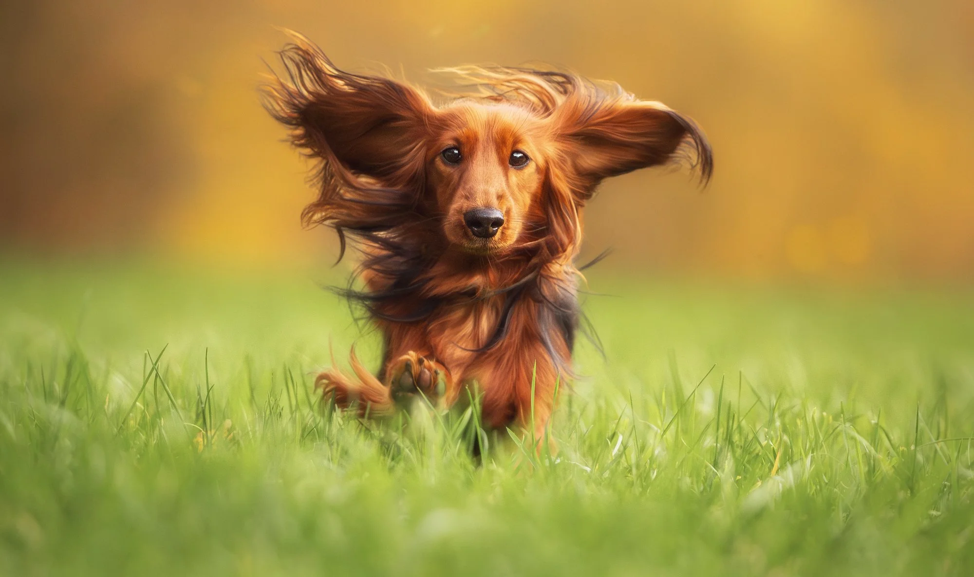 Ein Dackel mit langen Haaren rennt über eine Wiese während eines Fotoshootings für Hunde. Dabei wehen die Haare im Wind. Februar 2026.