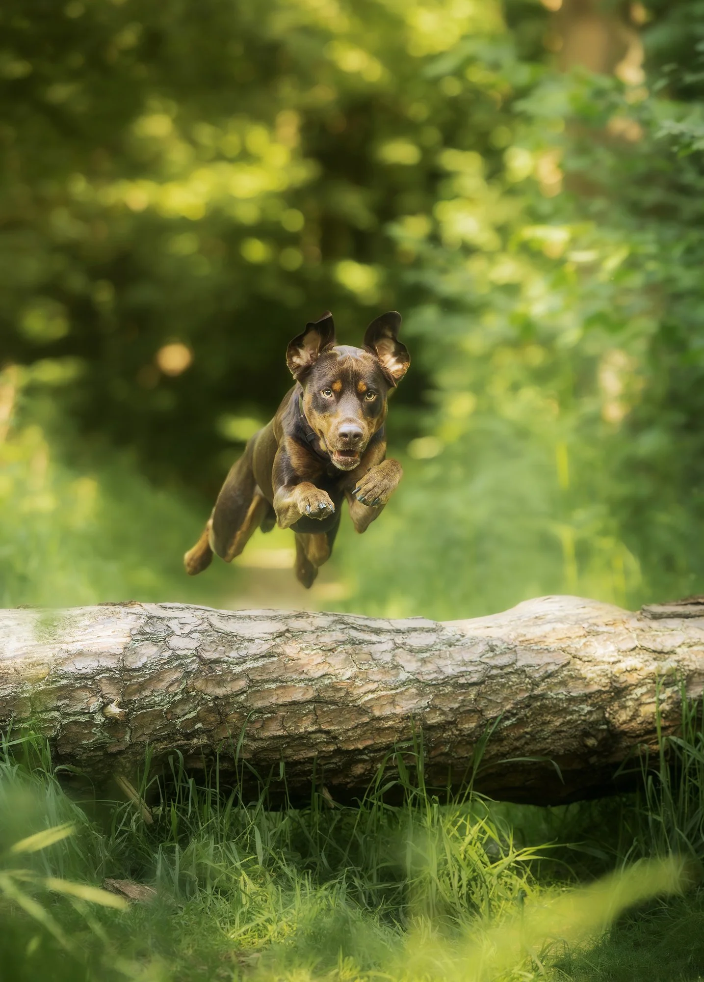 Ein schöner Hund springt im Wald über einen großen Baumstamm bei einem Fotoshooting. Februar 2026.