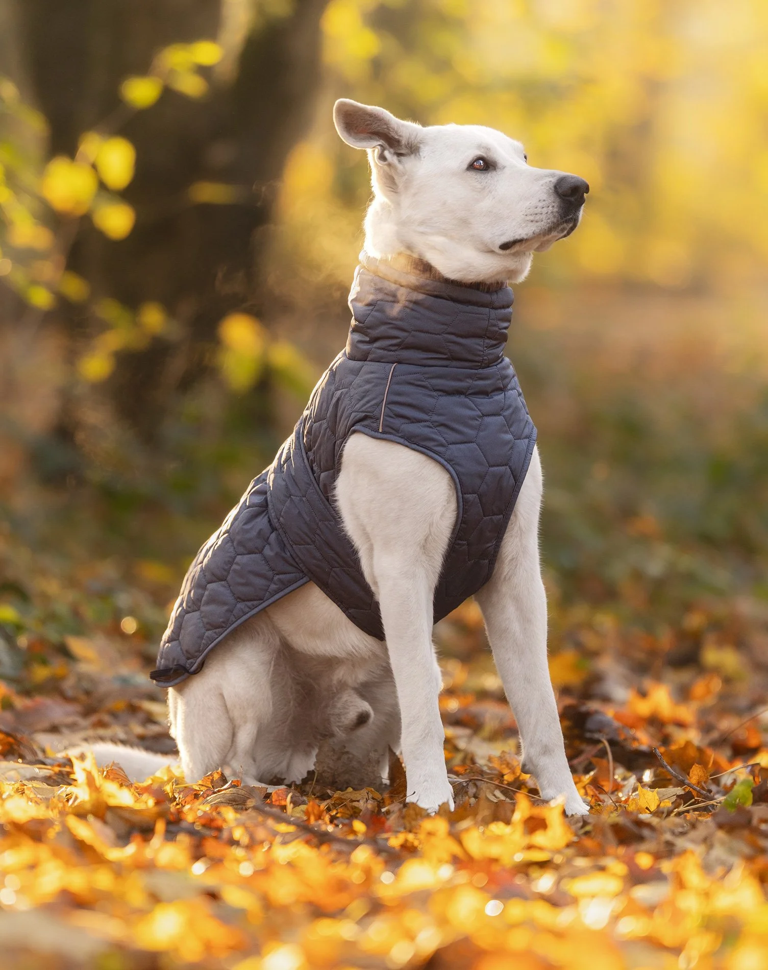 Ein Hund sitzt während eines Outdoor Fotoshootings im herbstlichen Laub.