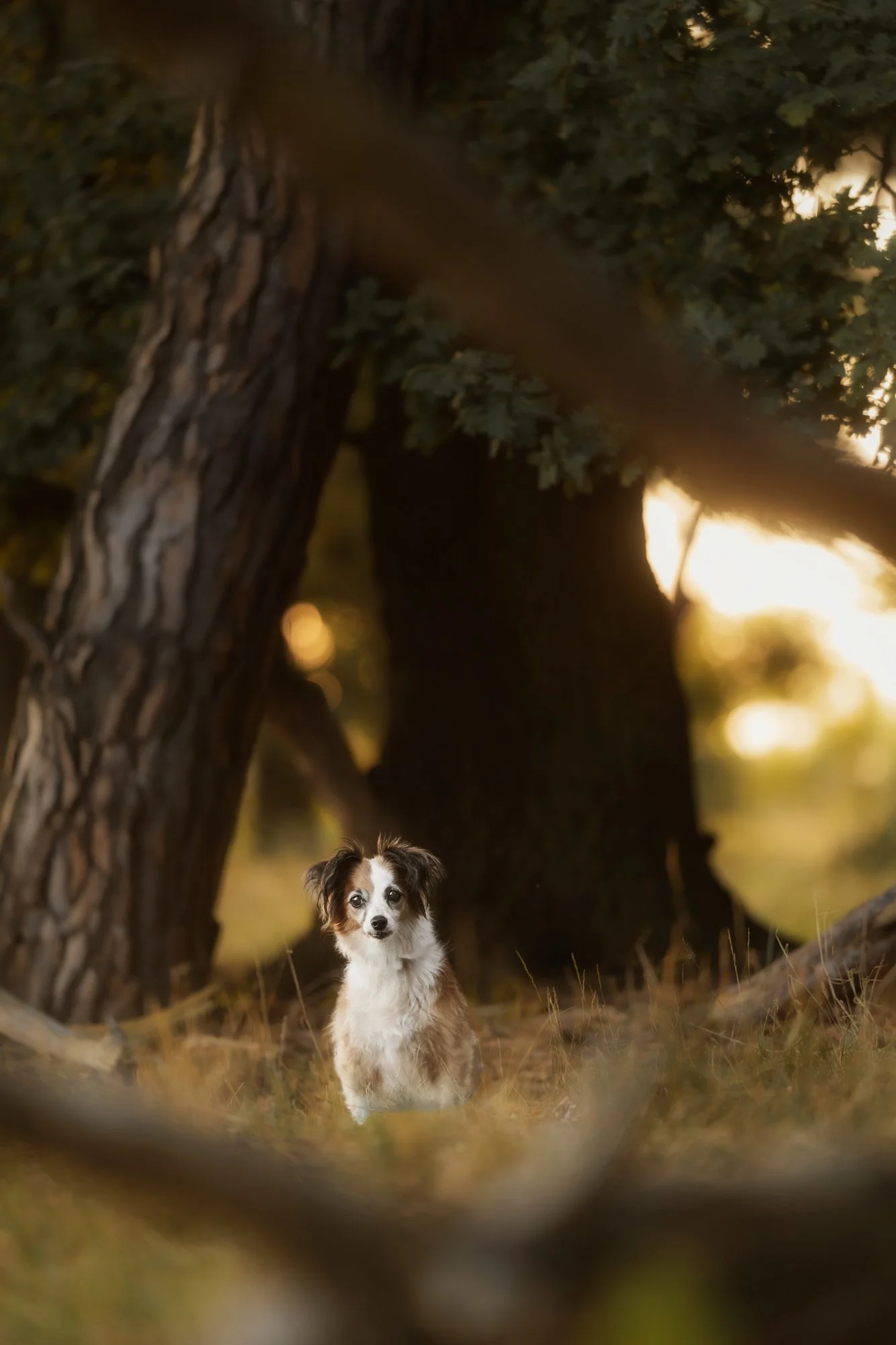 Ein kleiner Hund sitzt, eingerahmt von zwei Baumstämmen, auf einer Wiese und im Hintergrund sieht man das goldene Licht des Sonnenuntergangs. Oktober 2025.