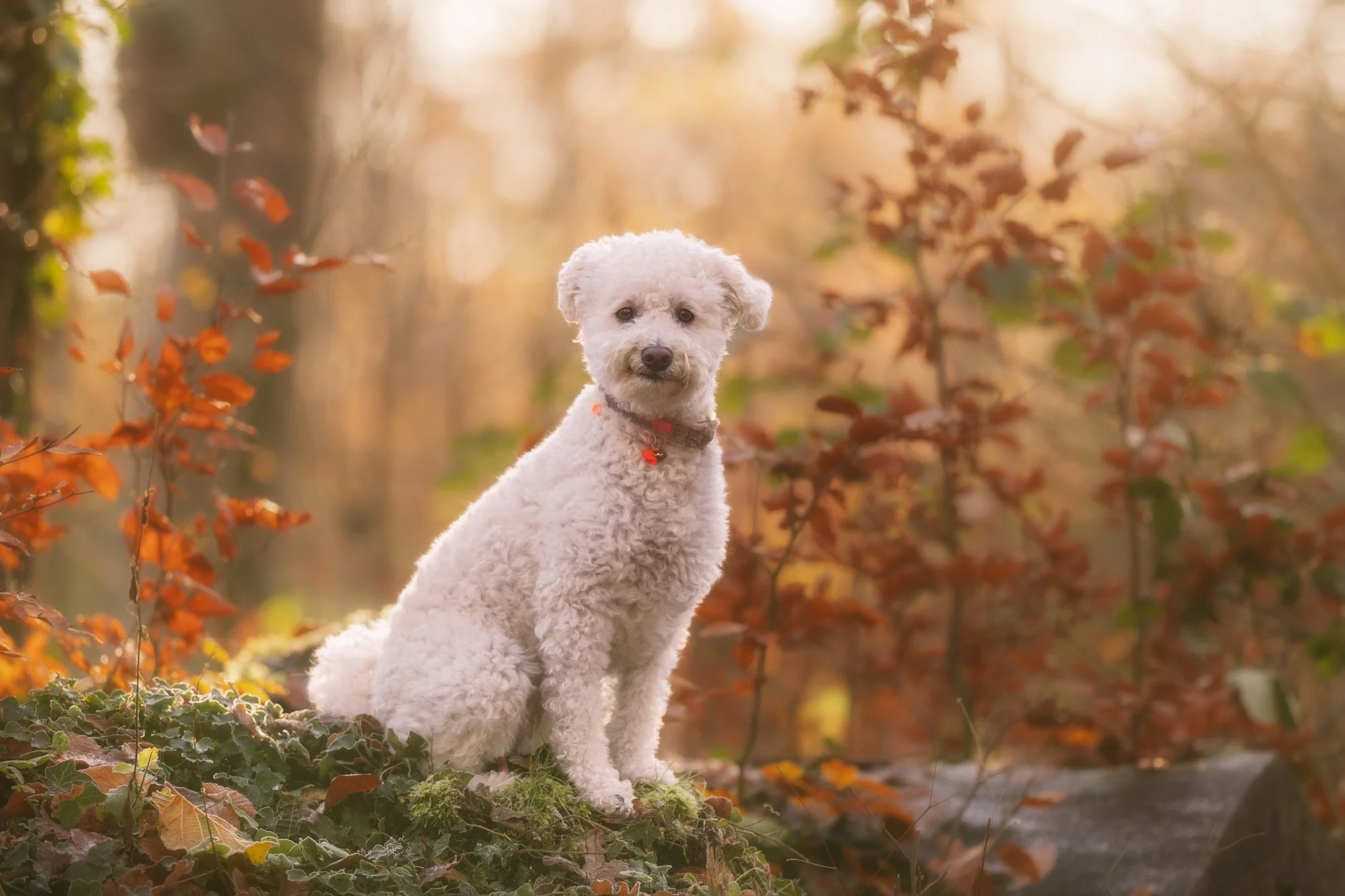 Ein weißer Hund sitzt auf einem Baumstamm im weichen Morgenlicht und grinst süß in die Kamera. Februar 2026.