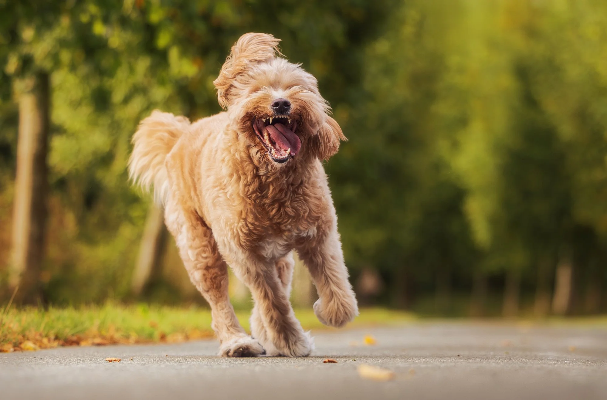Ein Hund rennt wild tobend über eine Allee während eines Fotoshootings für Hunde. März 2026.