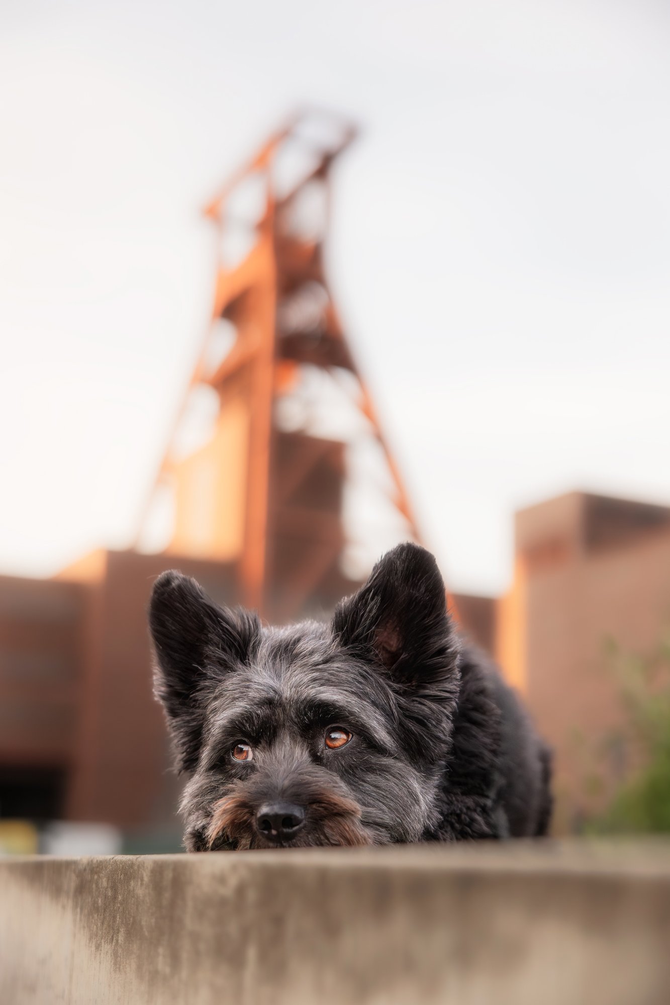 Ein kleiner schwarzer Hund liegt mit abgelegtem Kopf auf einem Vorsprung. Im Hintergrund ist ein Förderturm einer Zeche zu sehen. März 2026.