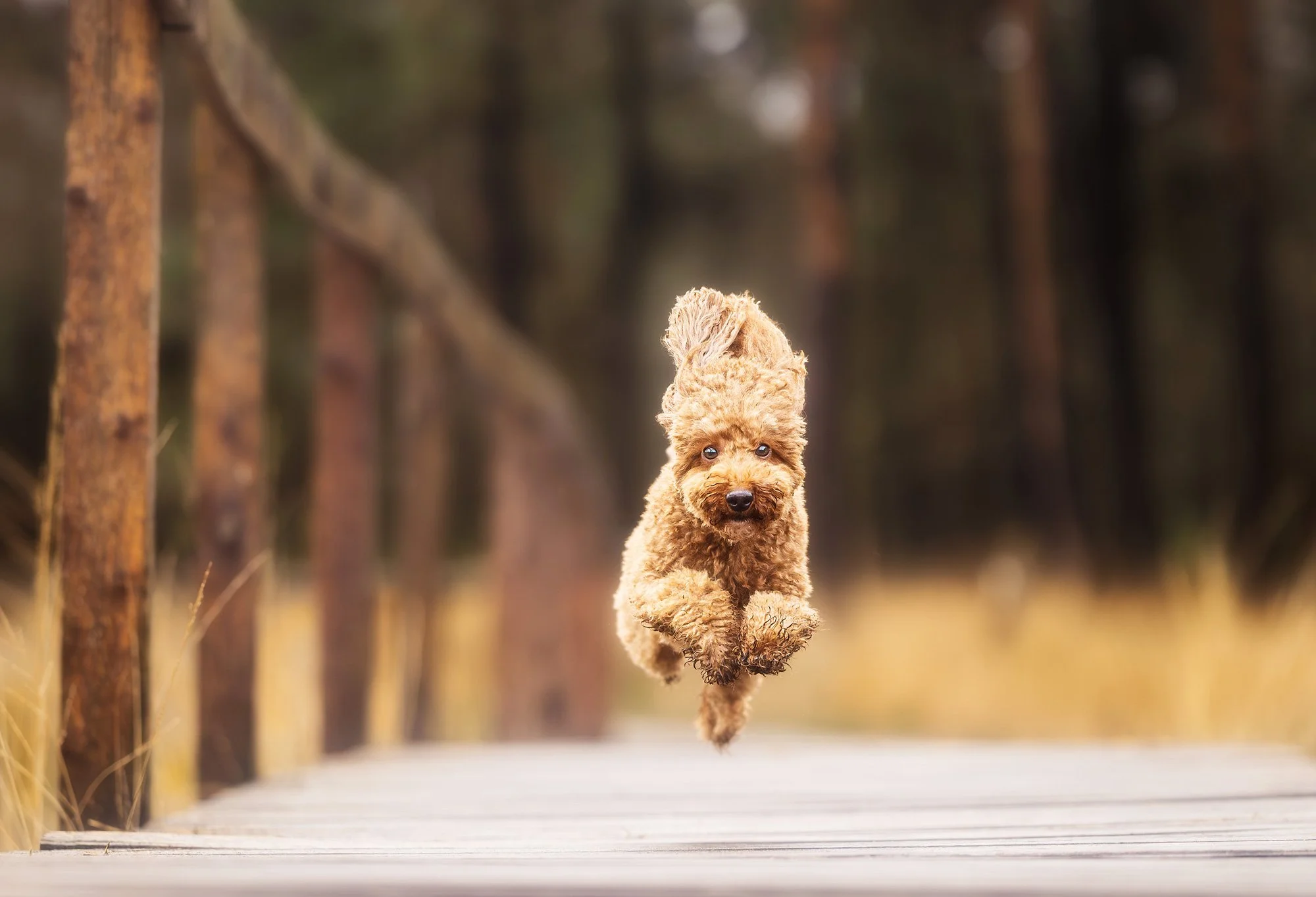 Ein kleiner Hund rennt bei einer Fotosessions über einen Steg und wird genau in dem Moment fotografiert, bei dem alle Pfoten und er Luft sind. März 2026.