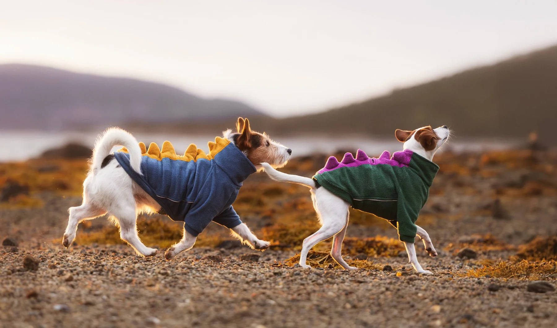 Zwei süße Hunde in Drachenkostümen laufen durch eine norwegische Landschaft und wurden von der Seite fotografiert. Februar 2026.