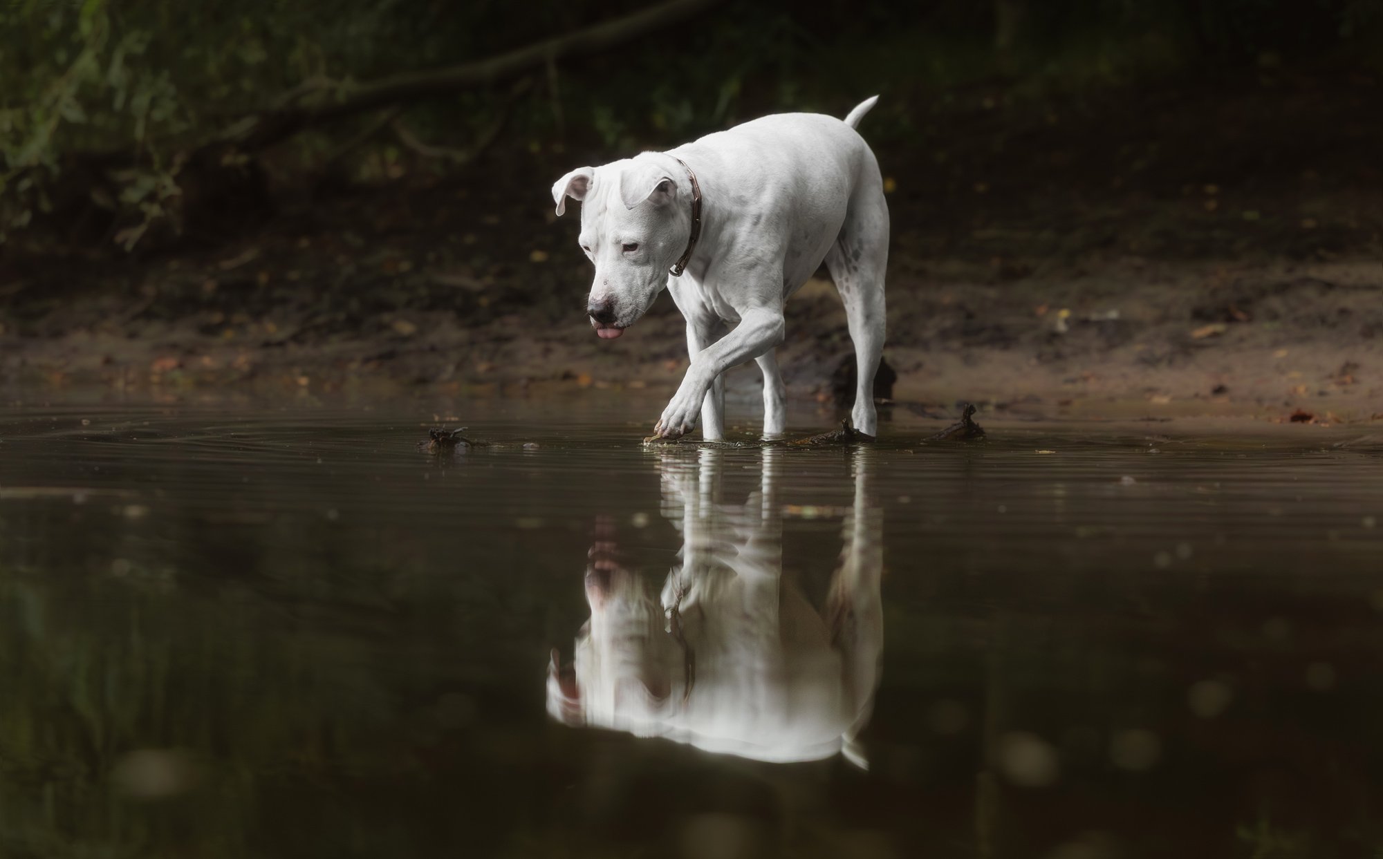 Eine Hündin läuft vorsichtig in einen Teich während eines Fotoshootings und es sieht aus, als würde sie sich selbst in der Spiegelung im Wasser betrachten. Januar 2026.
