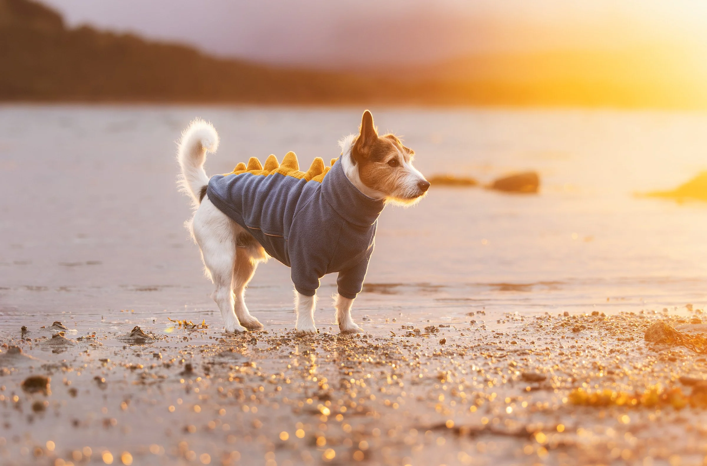 Ein Hund steht an einem norwegischen Fjord während des Sonnenuntergangs.