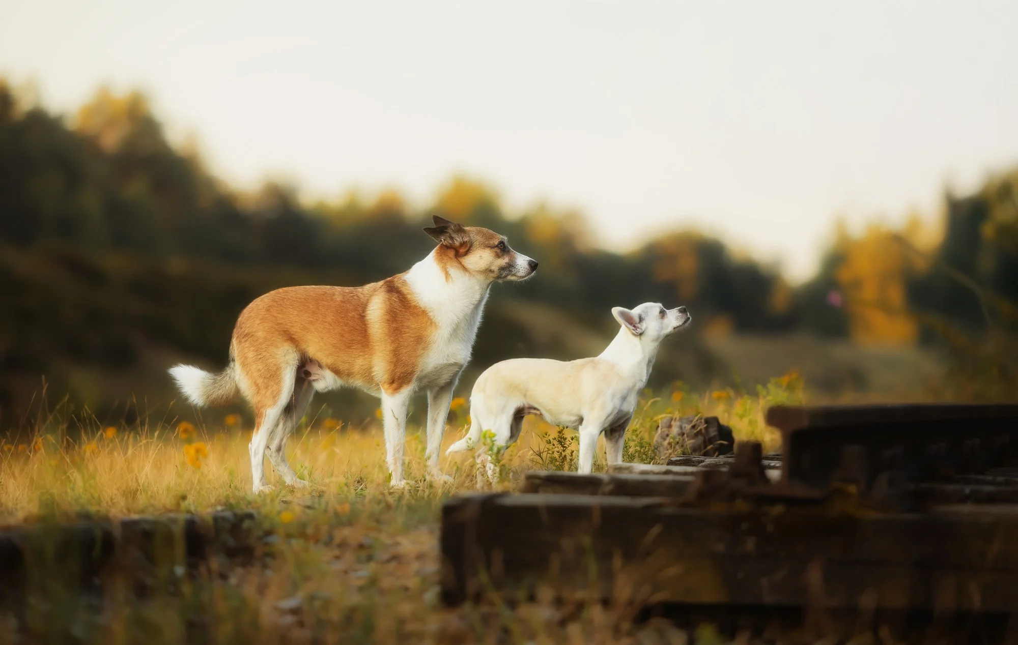 Zwei Hunde stehen auf einem alten Industriegelände und schauen in Richtung ihrer Besitzerin, die nicht im Bild zu sehen ist.