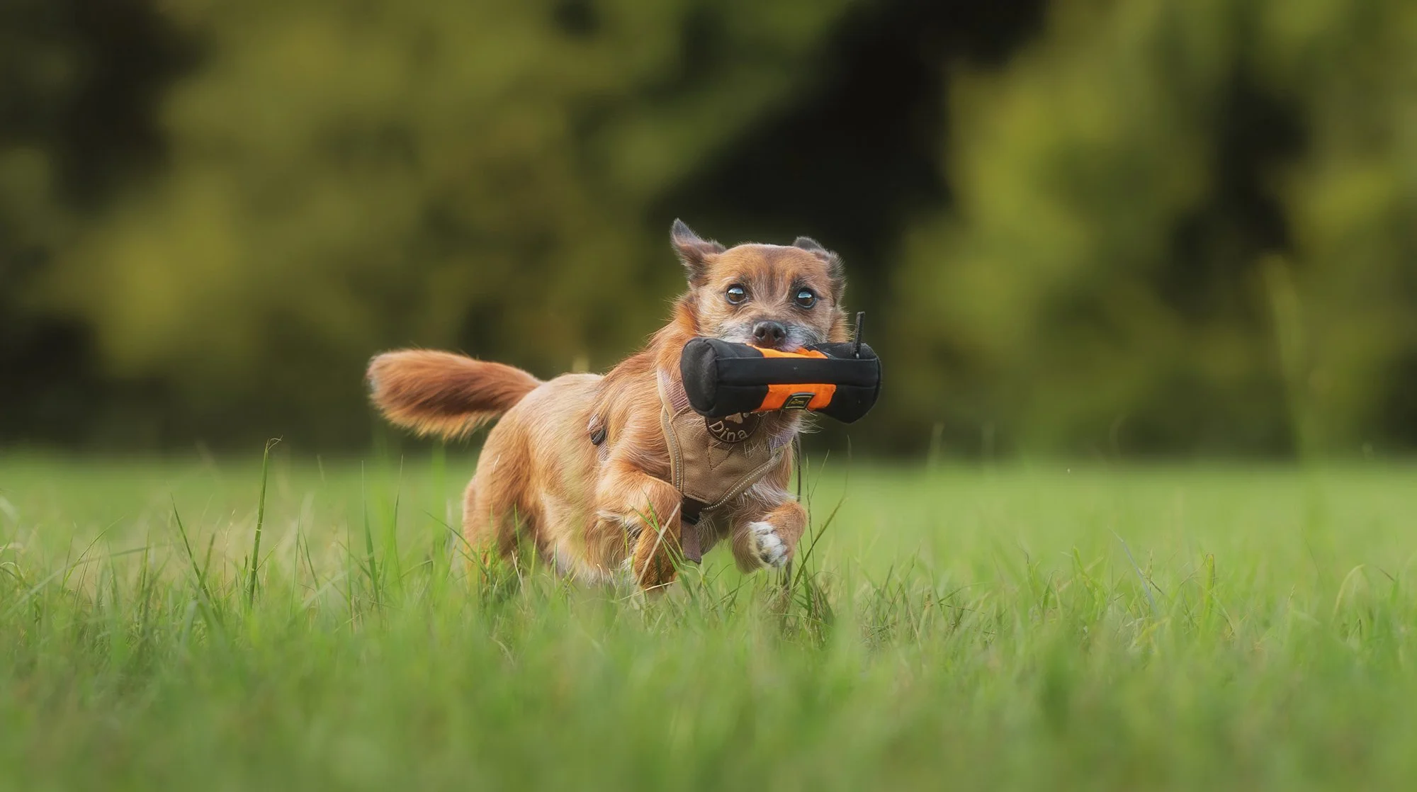 Ein Hund rennt spielend über eine Wiese und hat dabei sein Lieblingsspielzeug im Mund. August 2025.