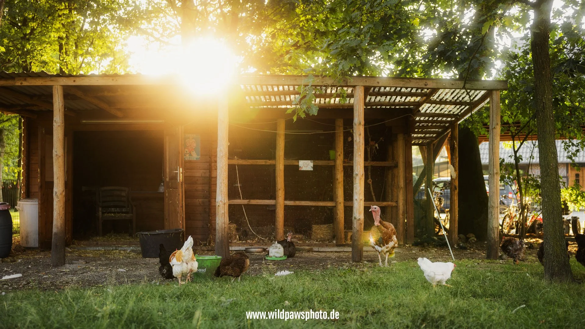 Ein Bereich für Federtiere auf einem Lebenshof. Vor dem Unterstand stehen Hühner und eine Pute und genießen das Licht der Sonne, die im Hintergrund untergeht.