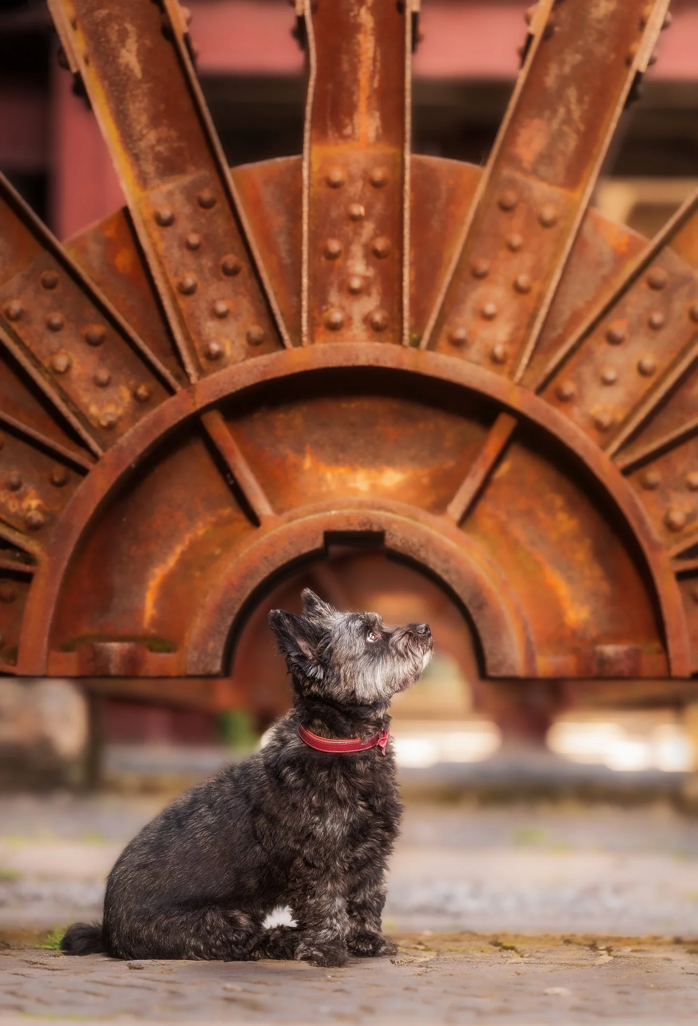 Ein Hund sitzt unter einer besonderen Stahlkonstruktion auf einem alten Industriegelände. März 2026.