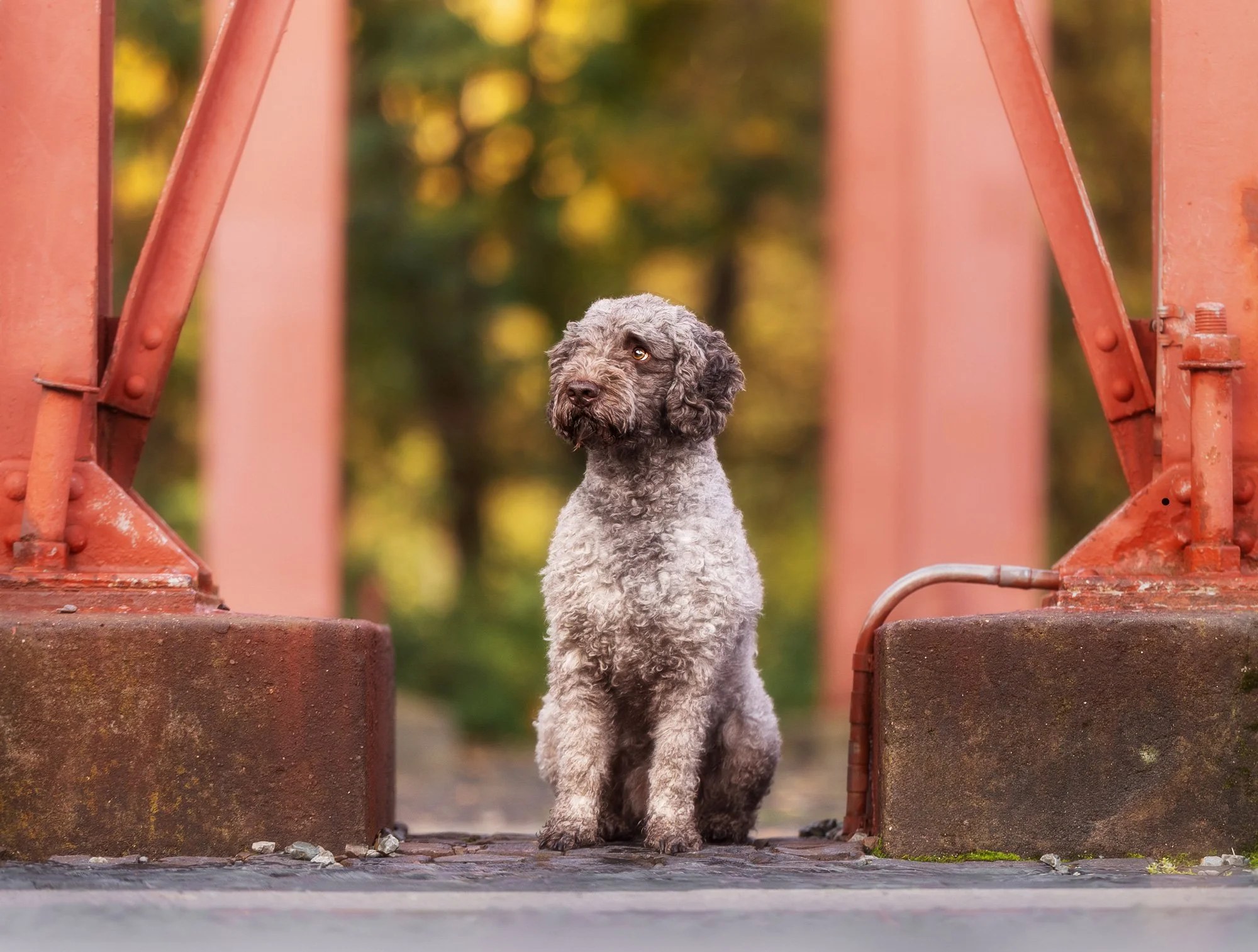 Ein Hund sitzt auf einem alten Industriegelände und beobachtet die Umgebung. 