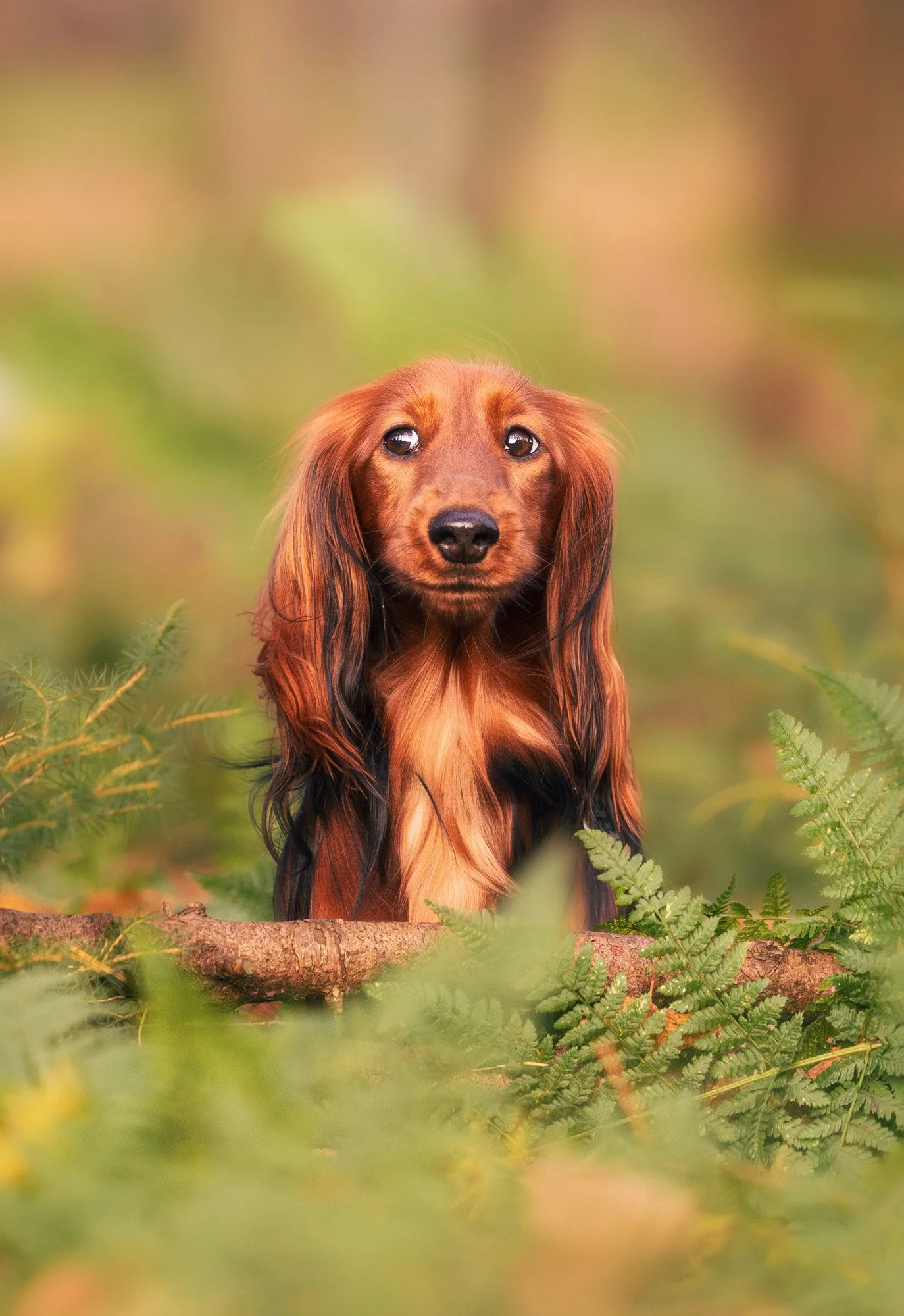 Ein Dackel mit langen Ohren und Fell sitzt in im Wald und zeigt einen sehr süßen Blick. März 2026.