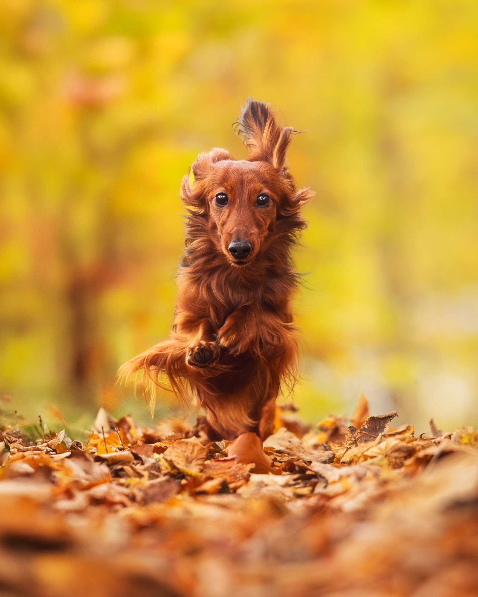 Ein Hund rennt mit wehendem Fell durch einen herbstlichen Wald während eines Outdoor Fotoshootings für Hunde.