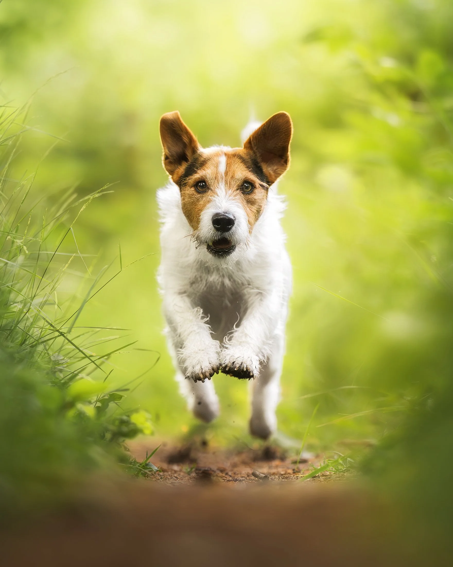 Ein Hund läuft auf einem schmalen Waldpfad, umgeben von grüner Vegetation, mit Blick Richtung Kamera.