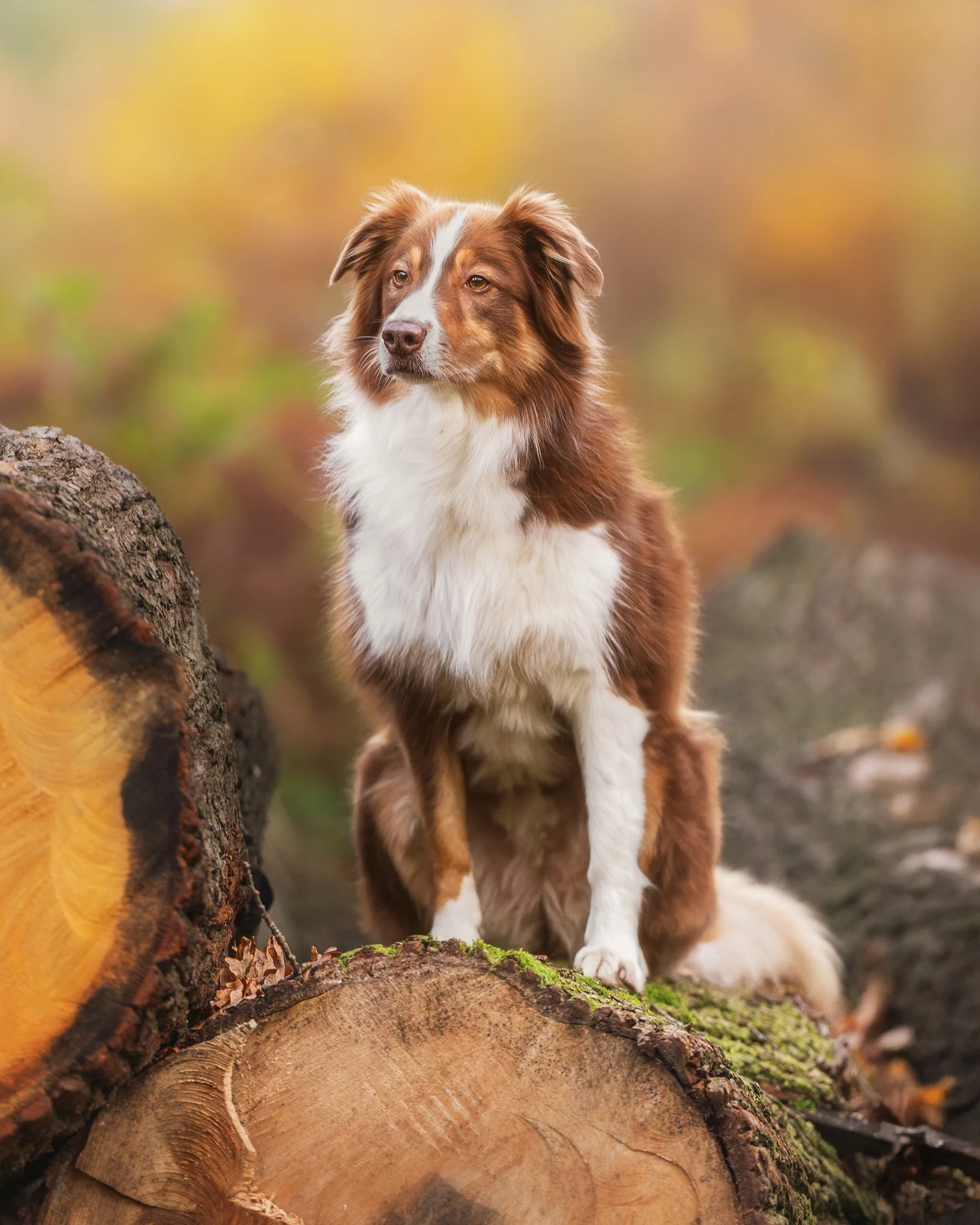 Ein Hund sitzt während eines Outdoor Fotoshootings in einem herbstlichen Wald auf einem Baumstamm