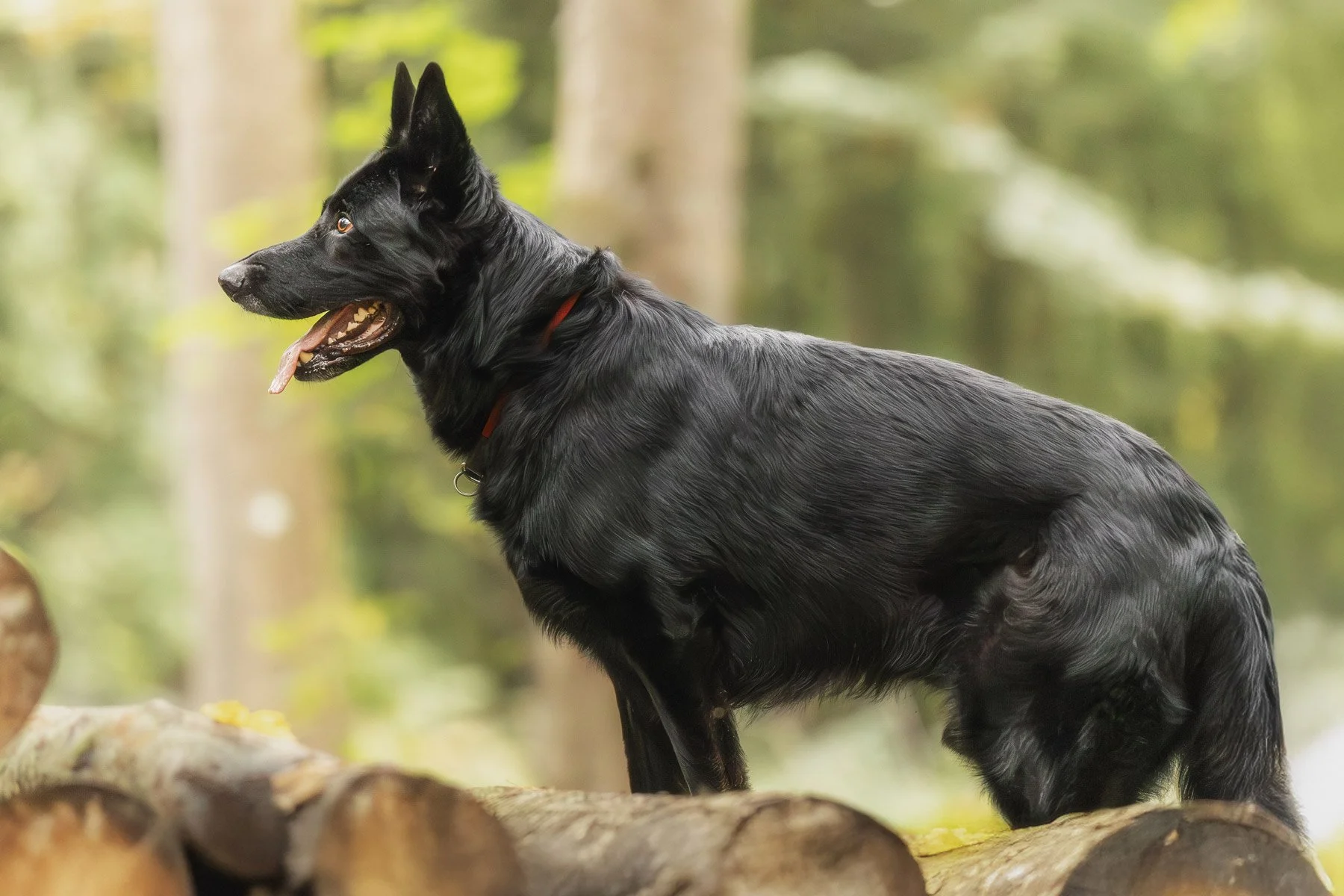 Ein schwarzer Schäferhund steht auf einem Stapel Baumstämme. Outdoor Fotoshooting für Hunde, Januar 2026.