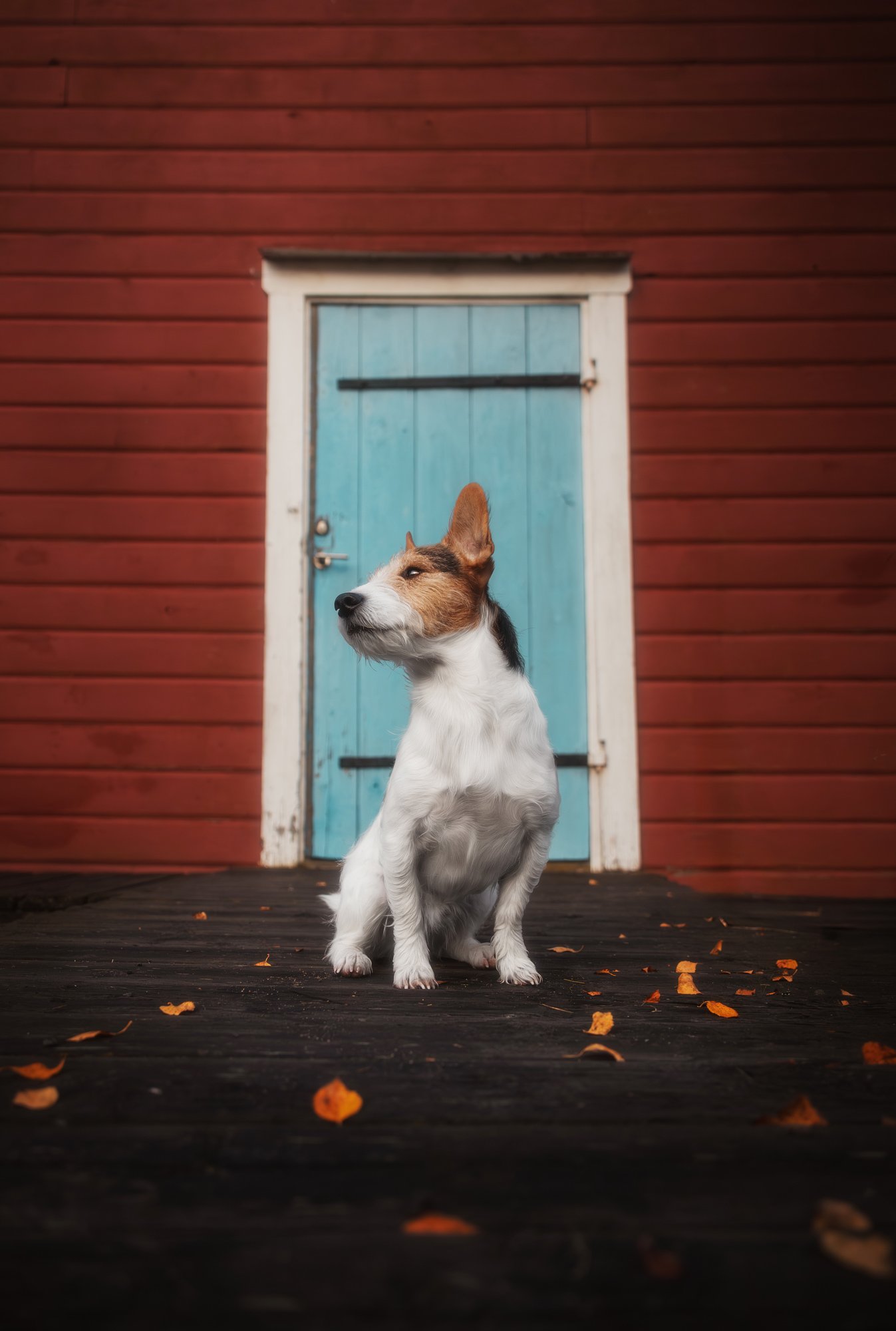 Ein Jack Russel Terrier sitzt vor einem schwedischen Häuschen und posiert vor der Kamera. Januar 2026.